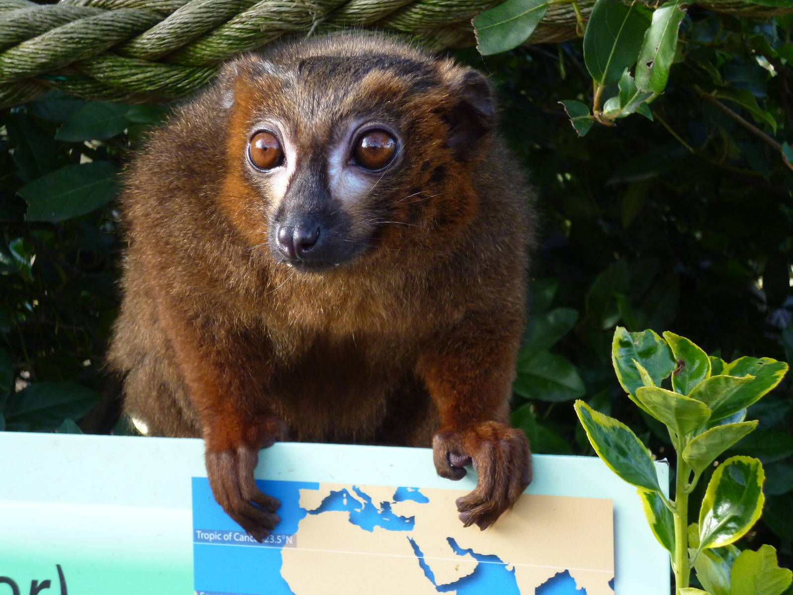 Male red bellied lemur