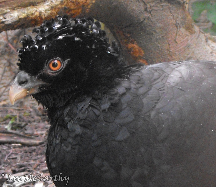 Male Red Billed Curasow
