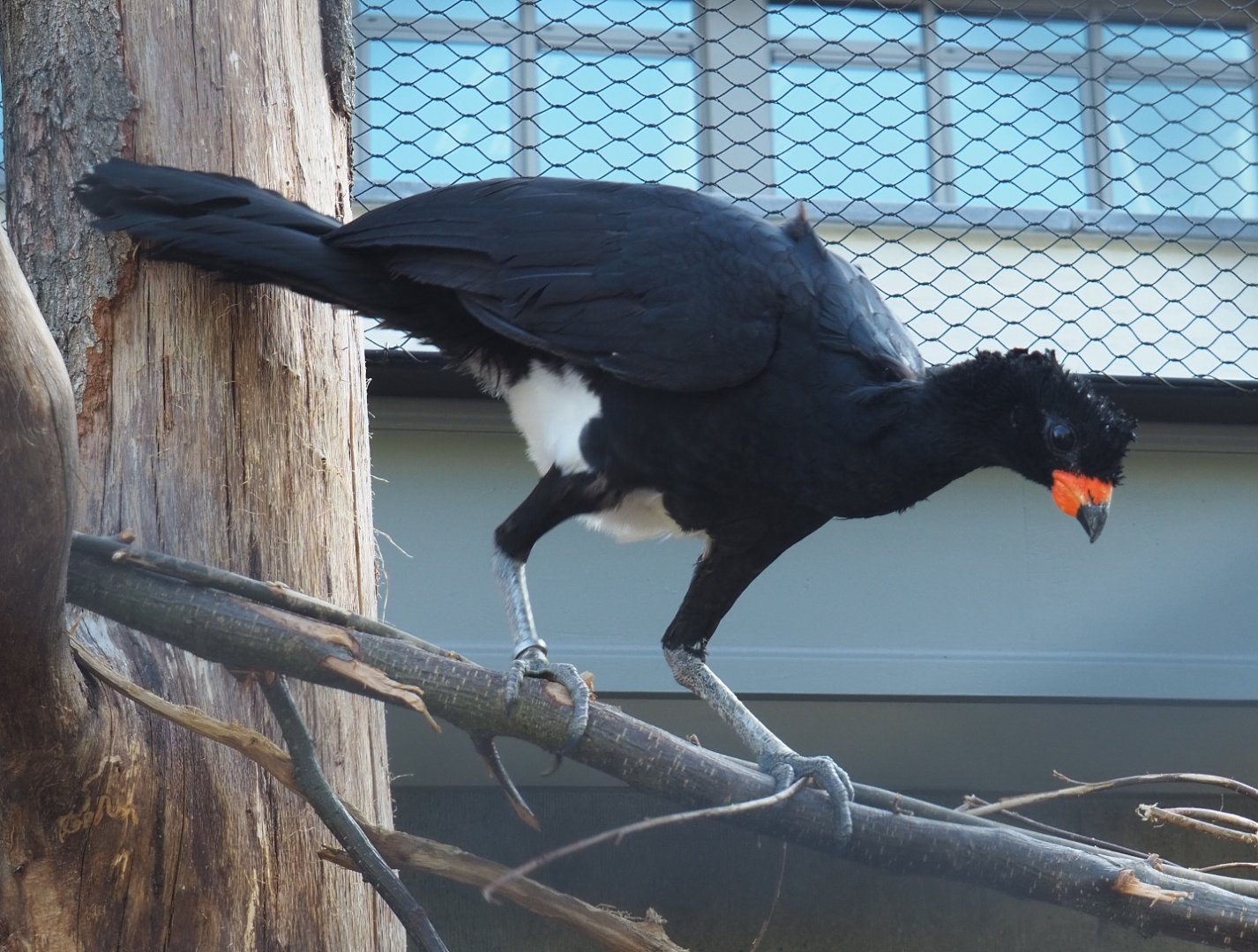 Male Red-billed curassow (Crax blumenbachii), 2020-09-20