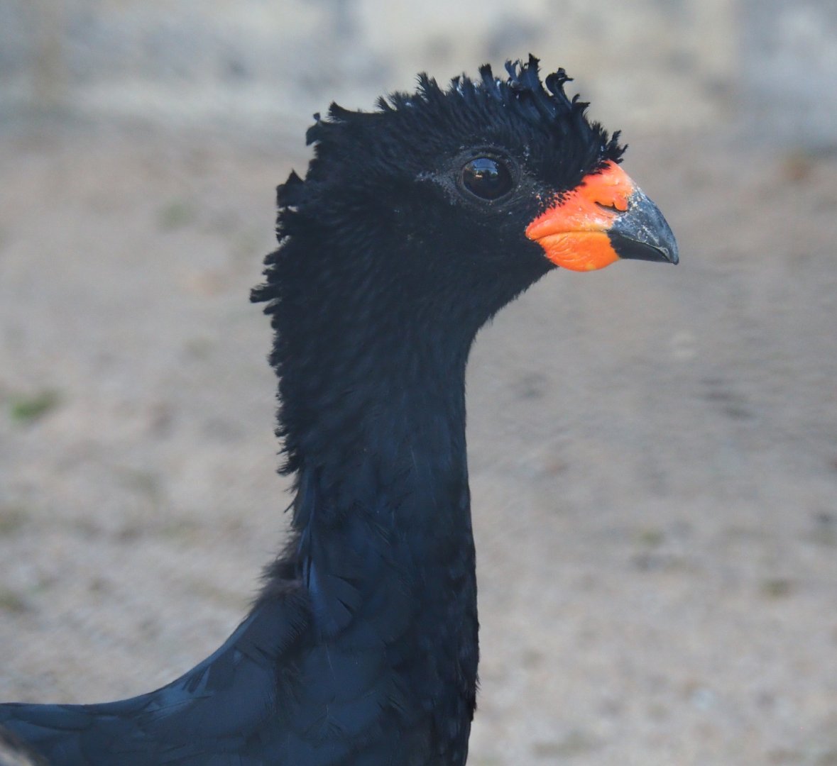 Male Red-billed curassow (Crax blumenbachii), 2020-09-20
