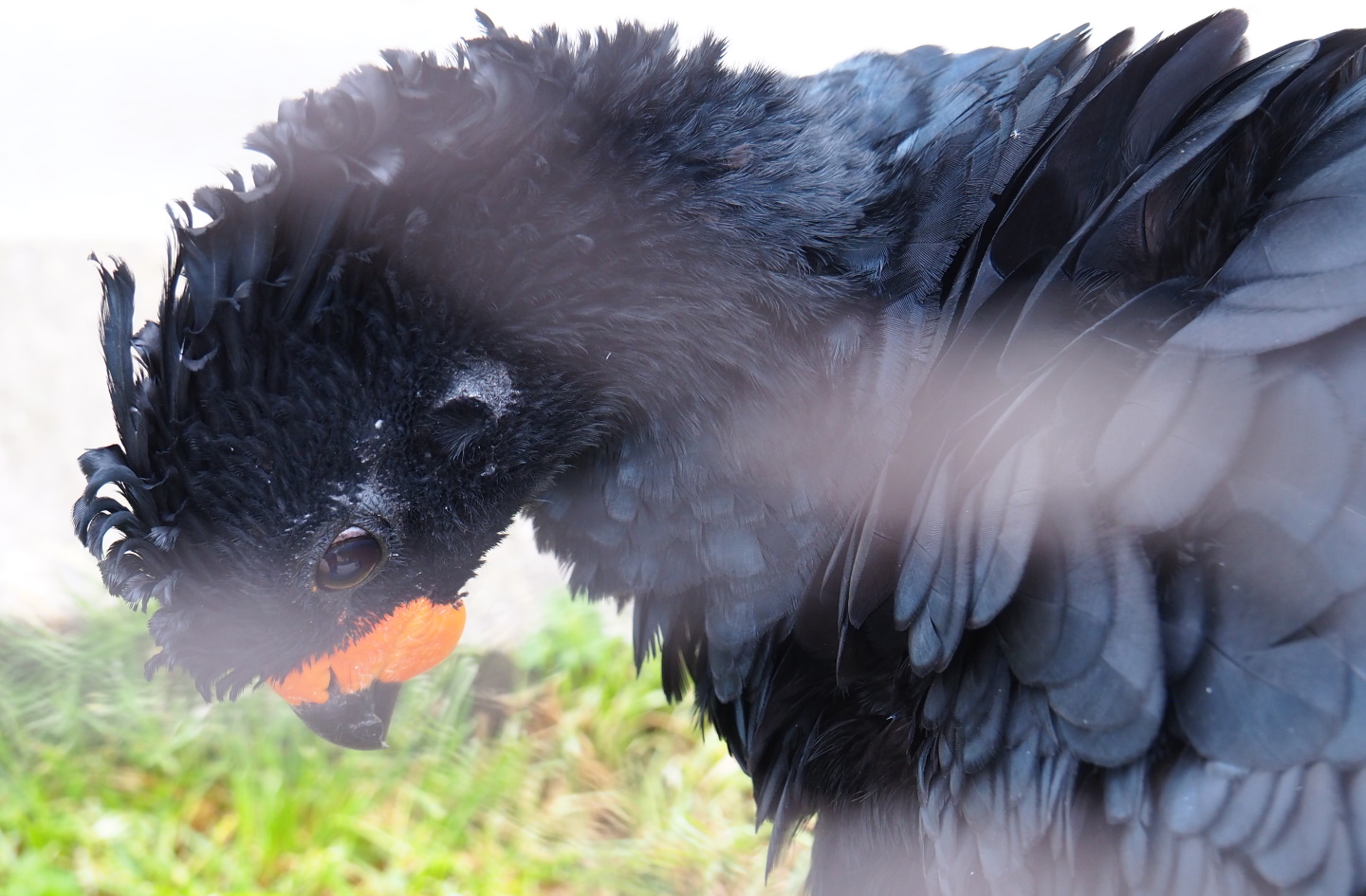 Male Red-billed curassow (Crax blumenbachii), 2021-06-12