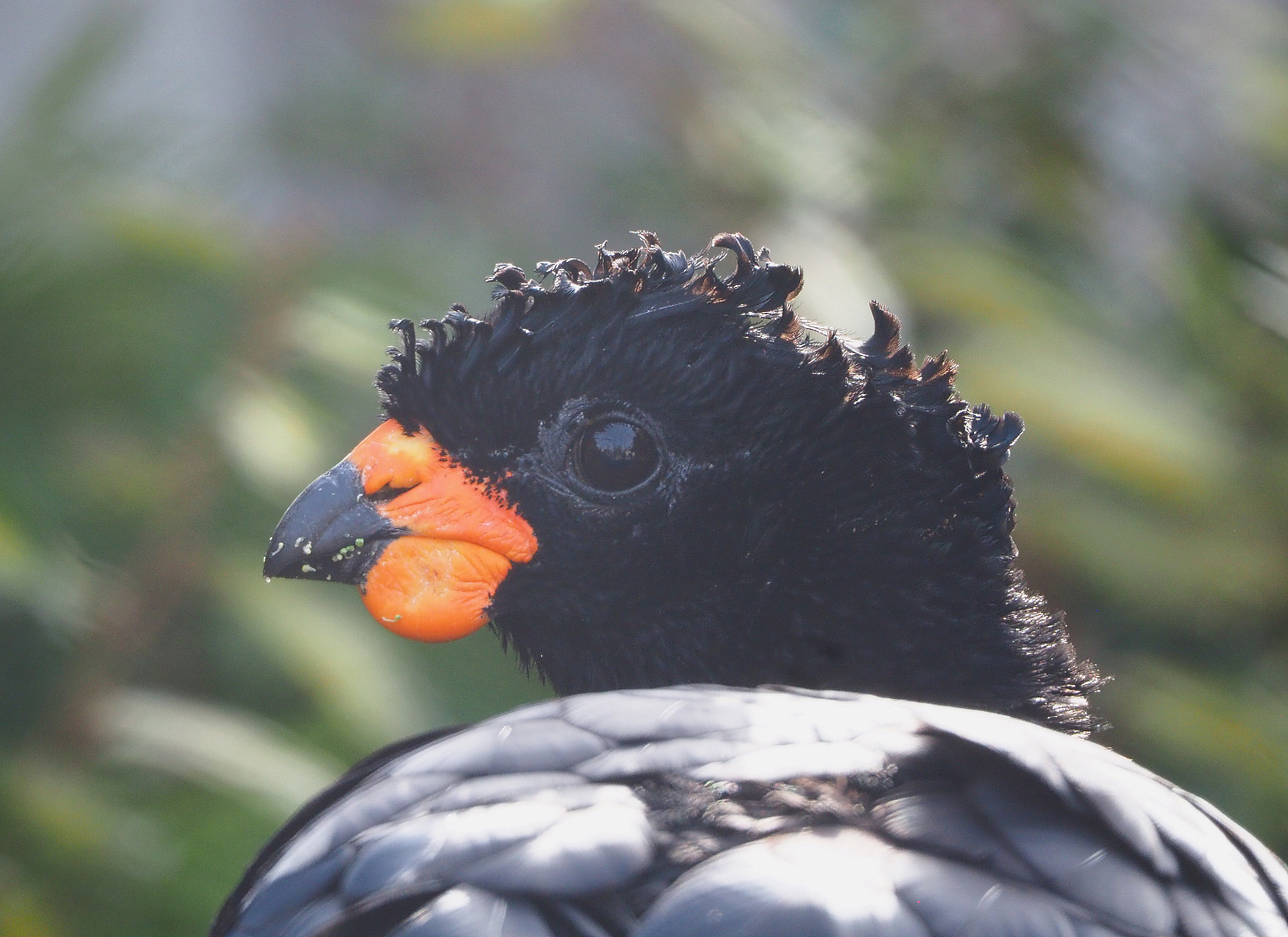 Male Red-billed curassow (Crax blumenbachii), 2022-03-16