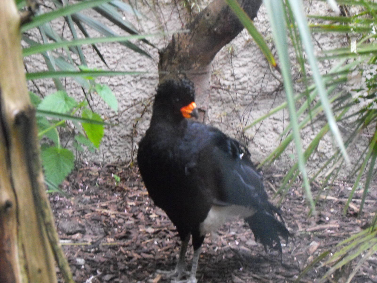 Male red-billed curassow