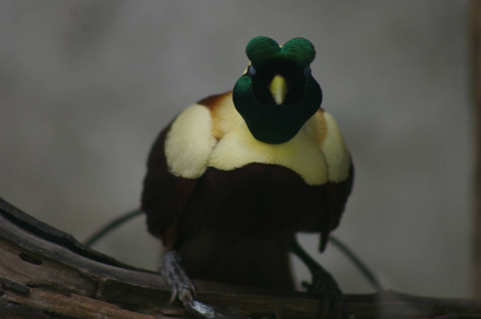male red bird-of-paradise (Paradisaea rubra)