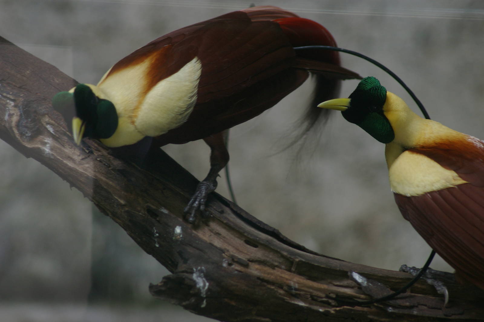 male red birds-of-paradise (Paradisaea rubra)