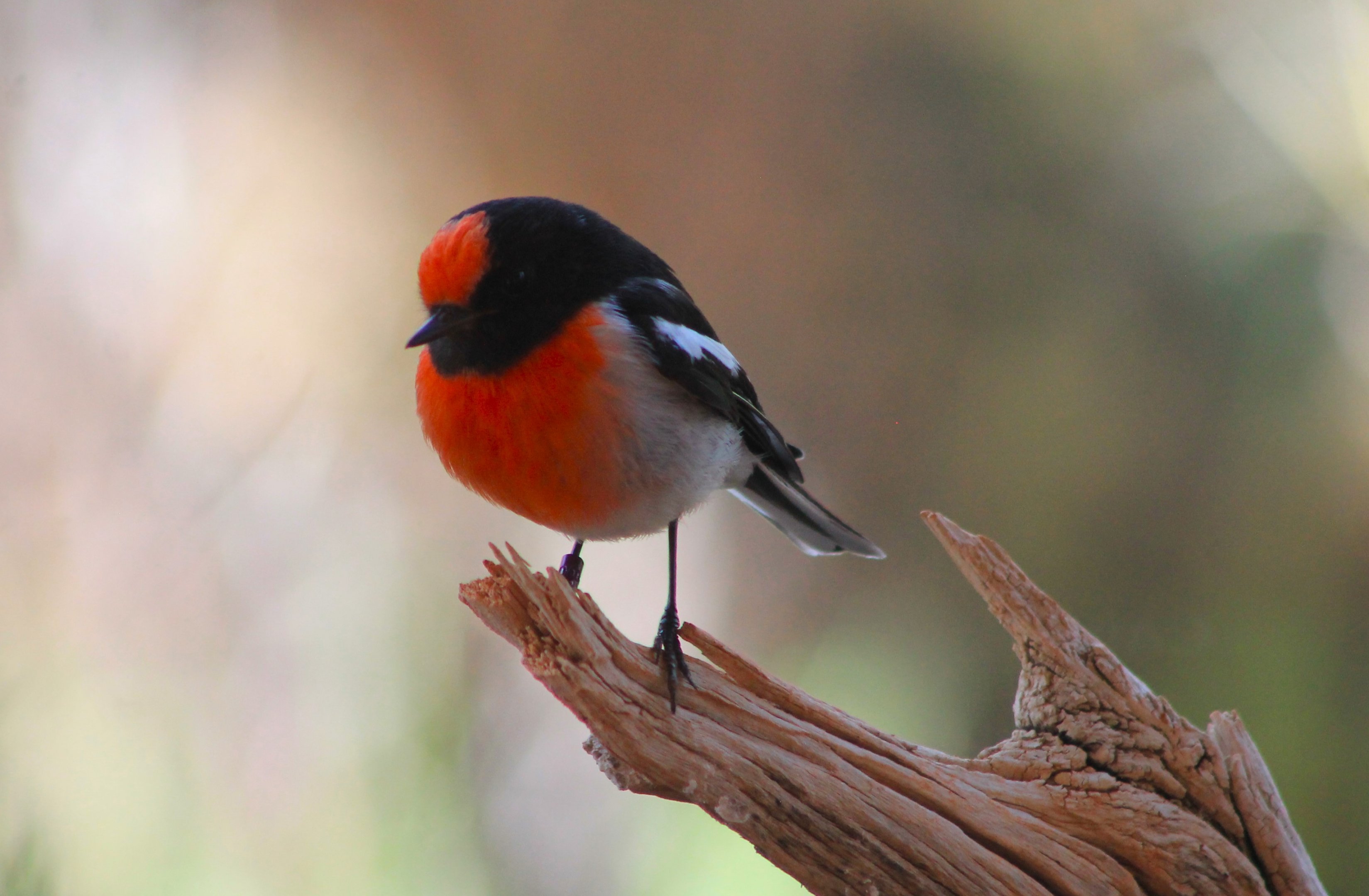 male Red-capped Robin (Petroica goodenovii)