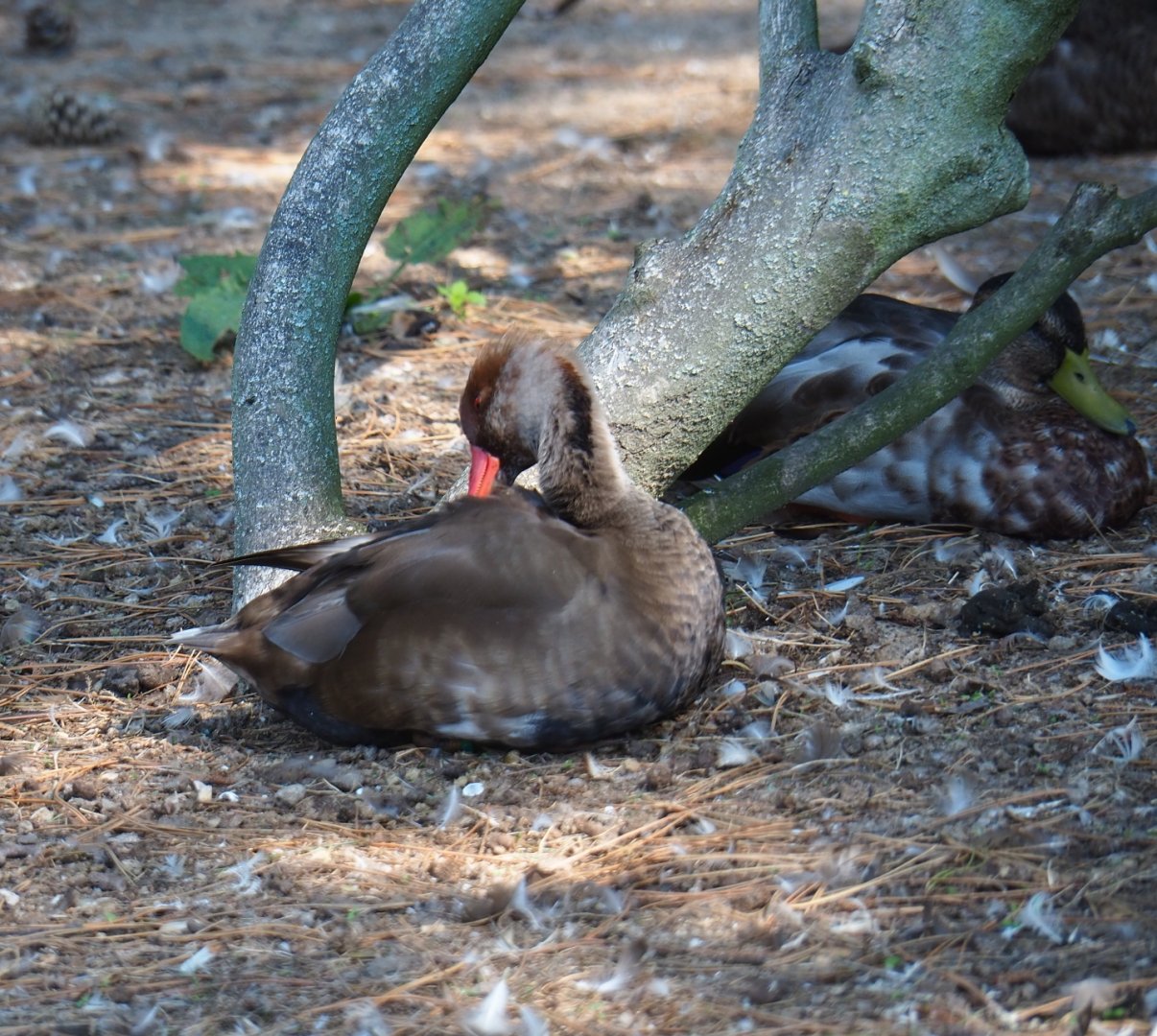 Male red-crested pochard (Netta rufina) in eclipse plumage (Sep 2nd, 2018)