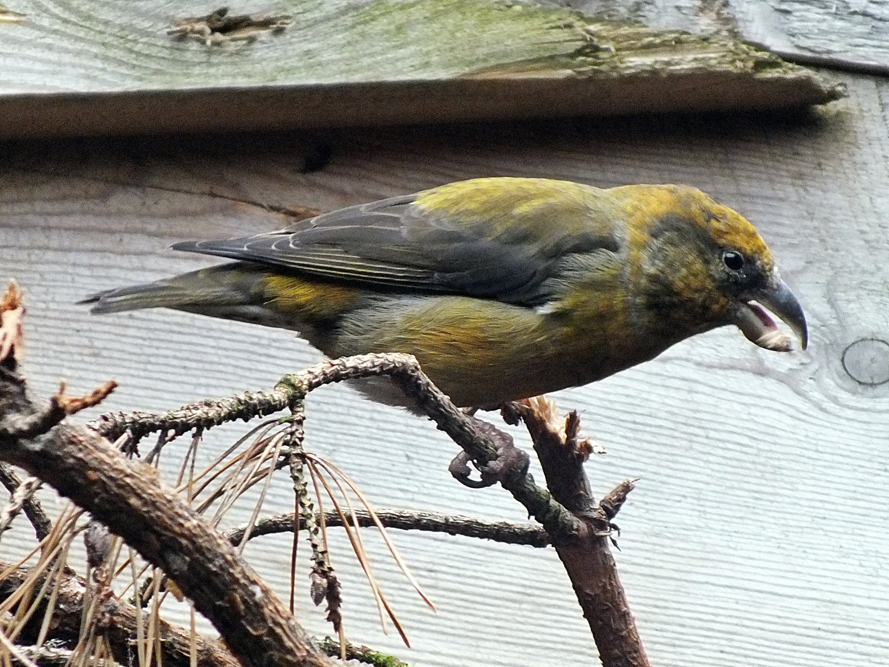 Male red crossbill