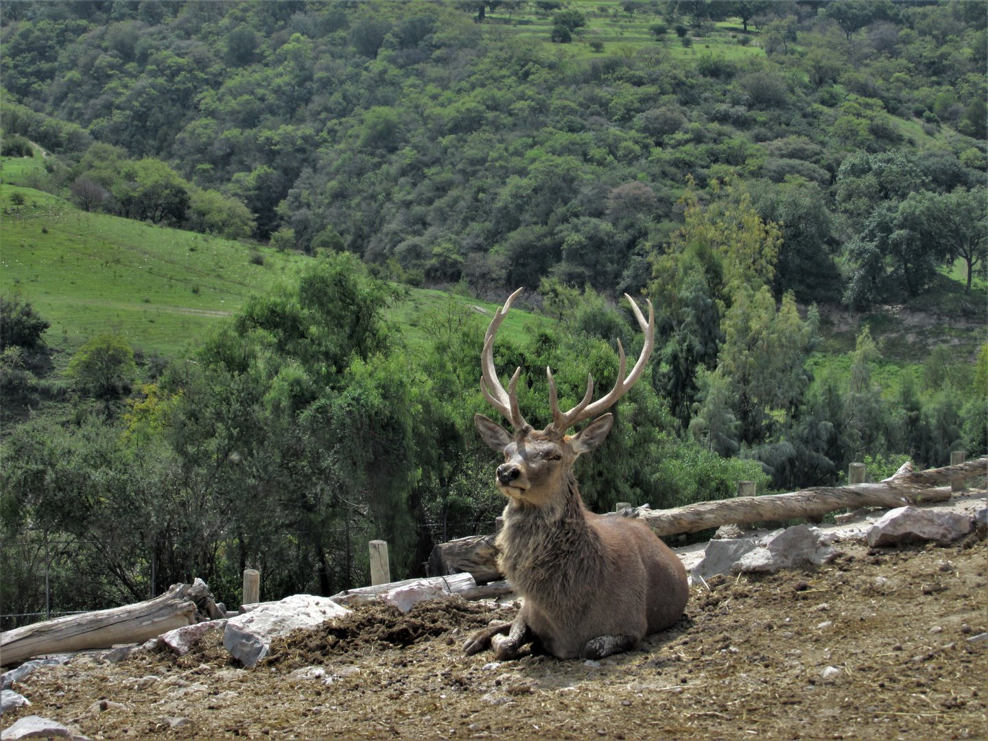 male red deer at africam safari