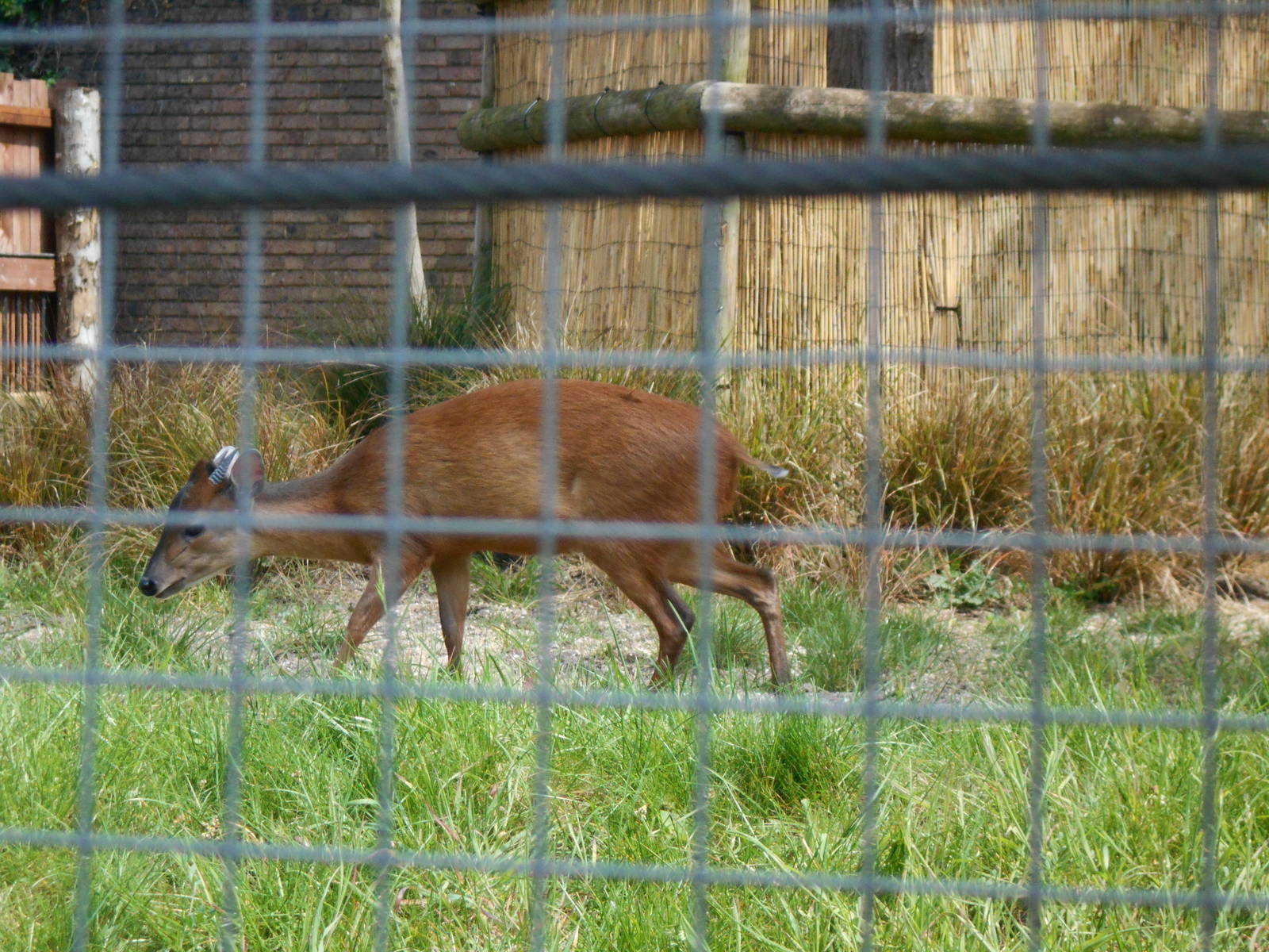 Male Red Duiker - 8th May 2016