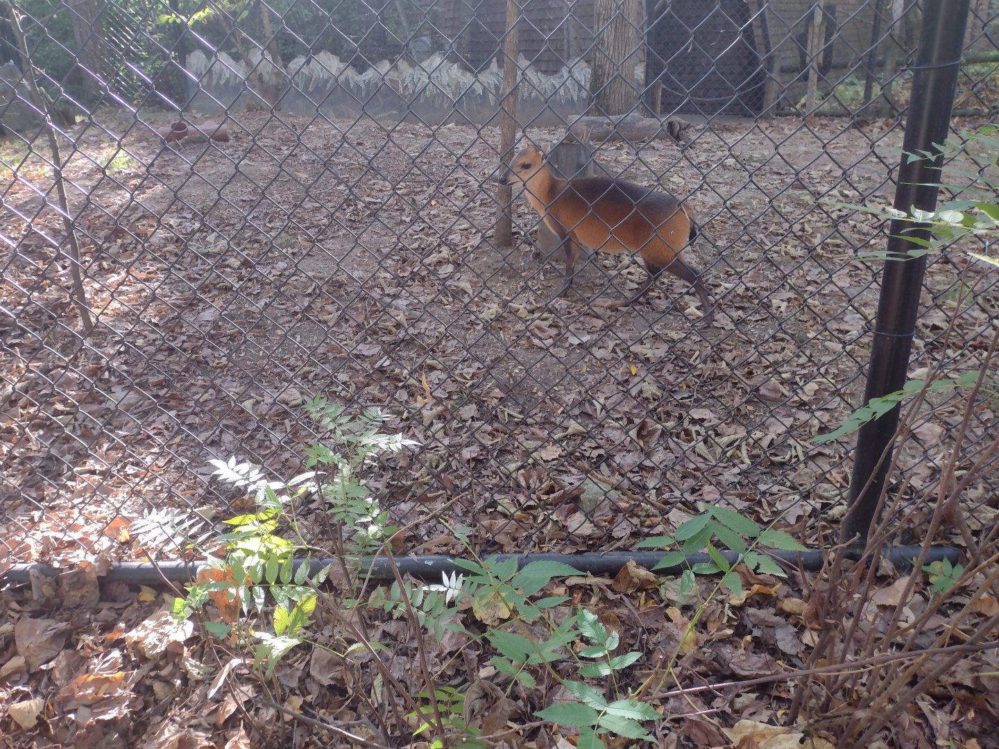 Male red flanked duiker