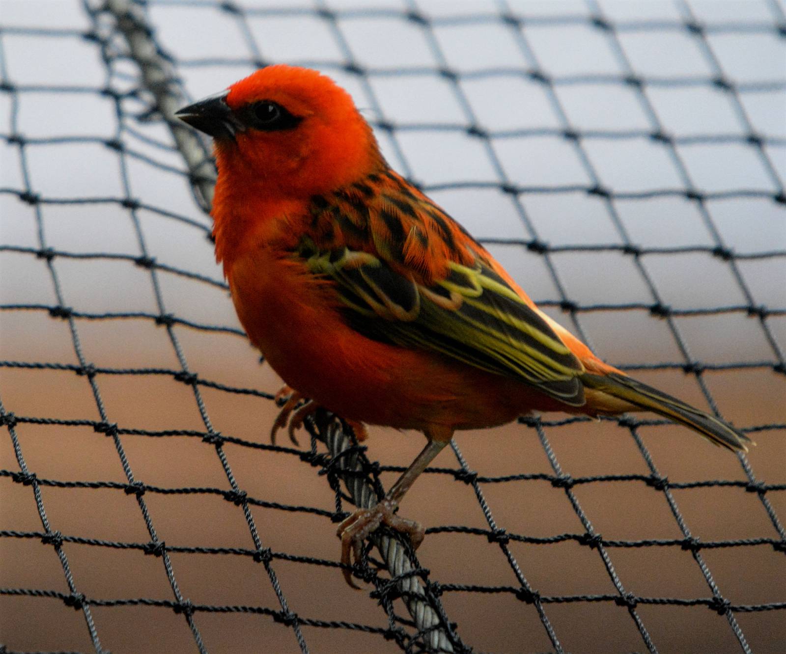 Male Red Fody