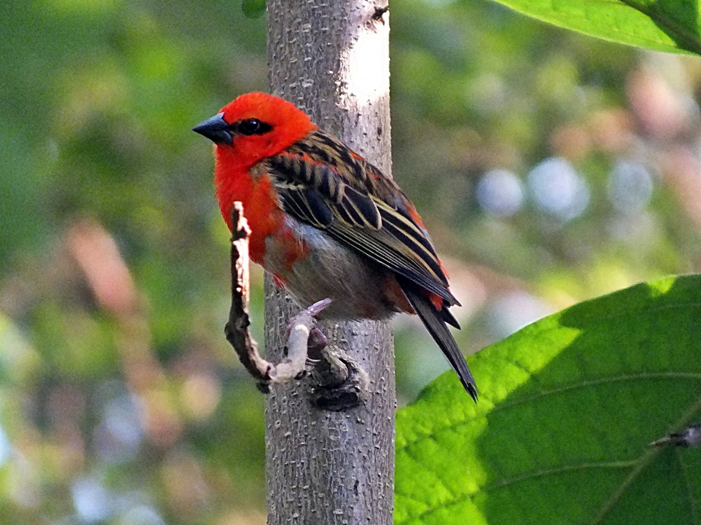 Male red fody