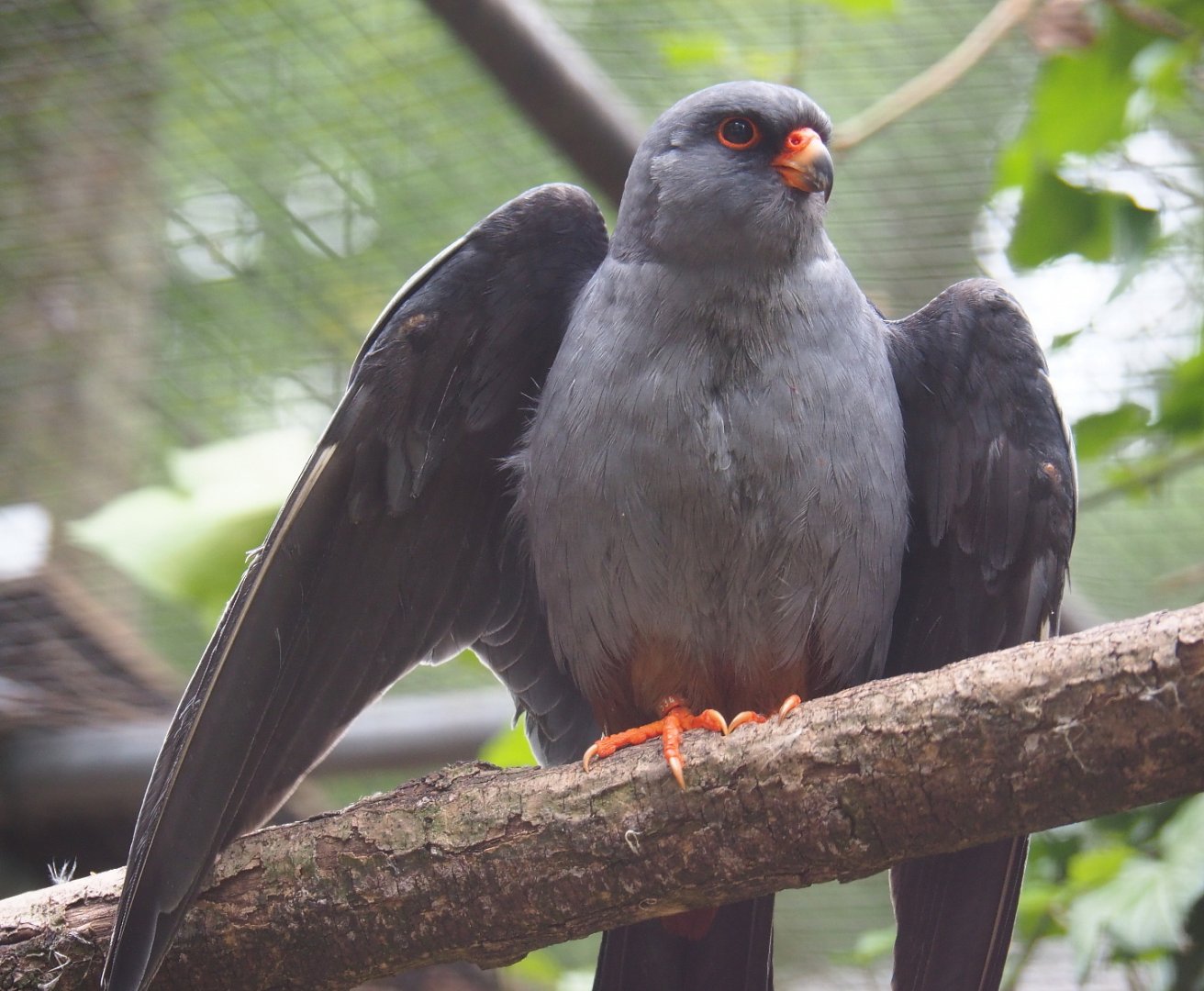 Male Red-footed falcon (Falco vespertinus), 2019-05-25