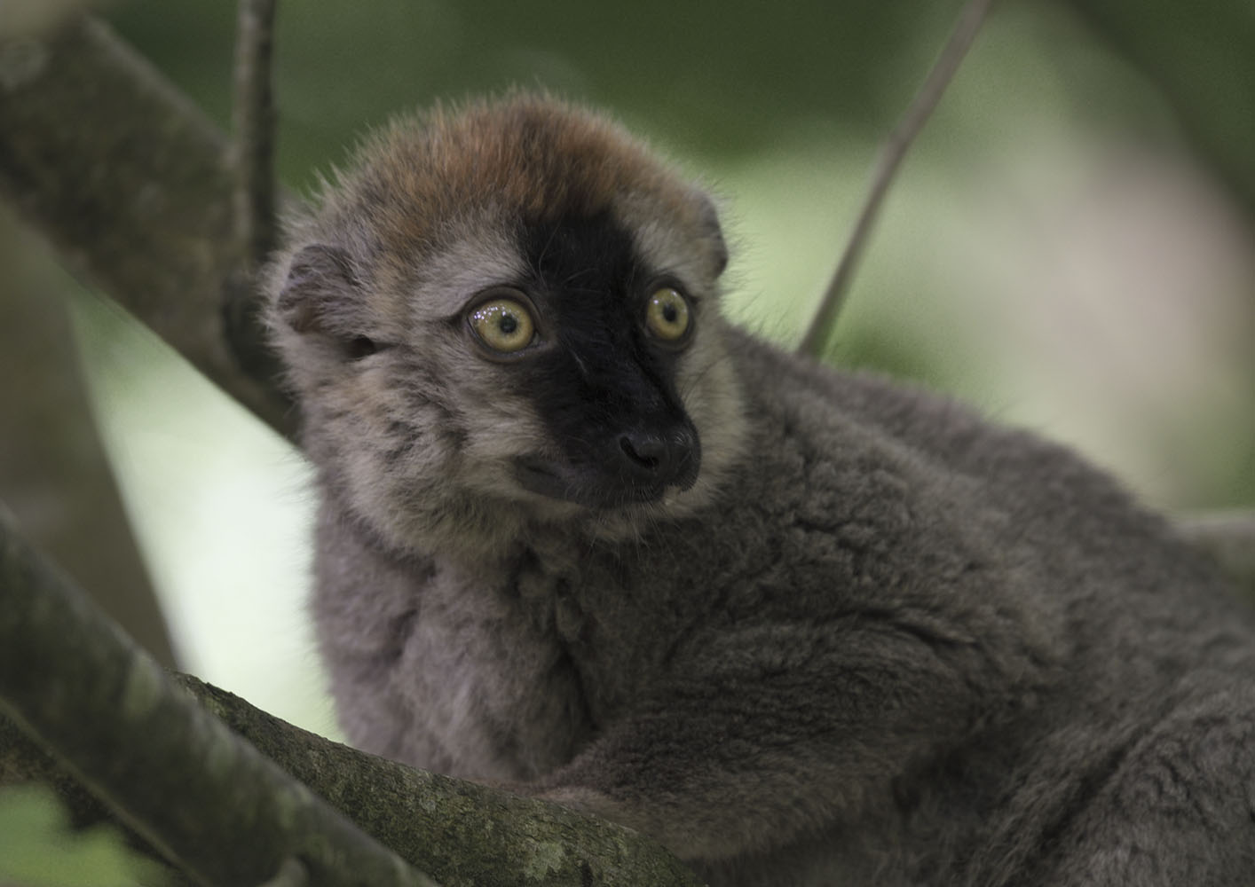 Male red-fronted lemur