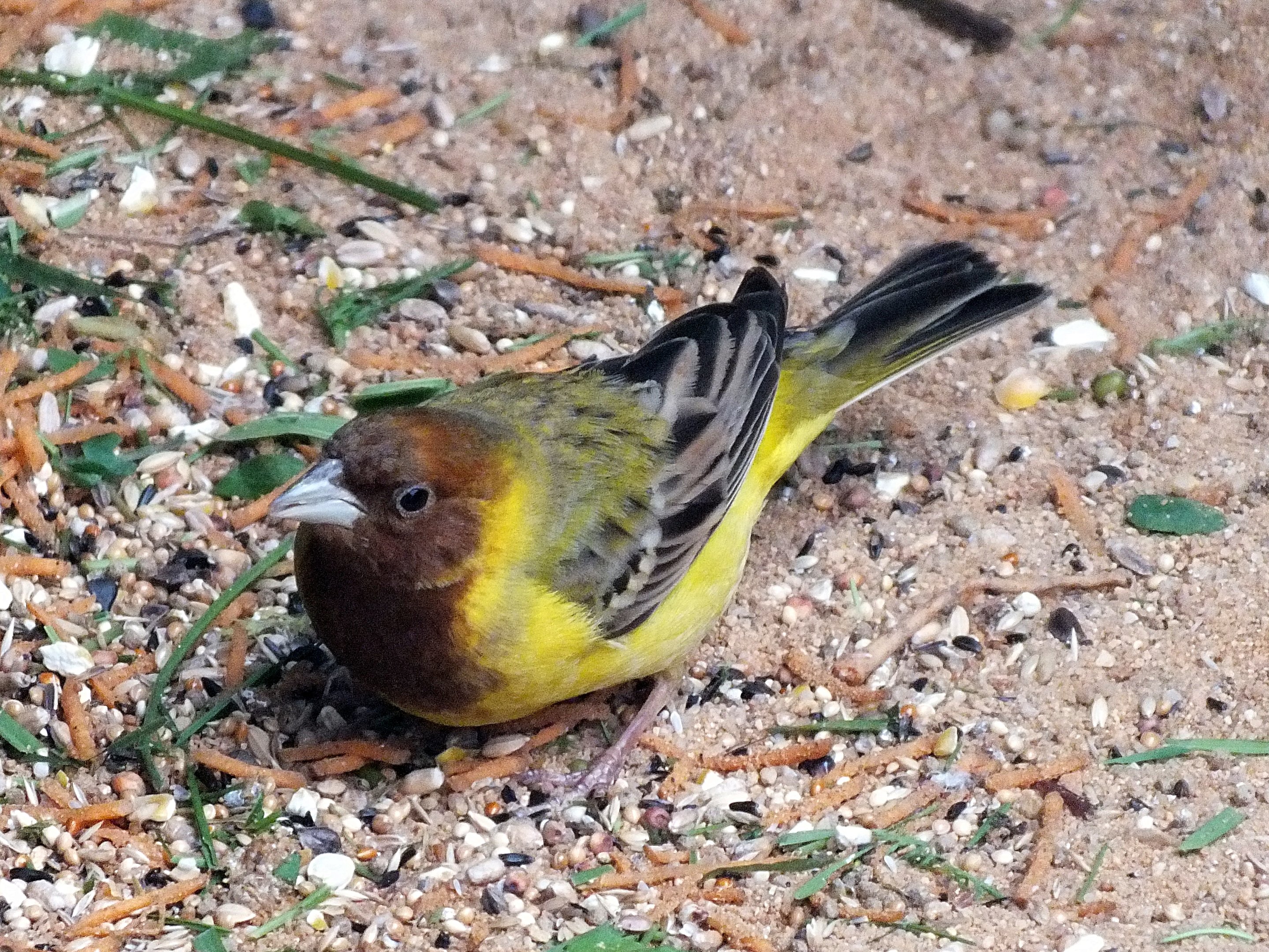 Male red-headed bunting