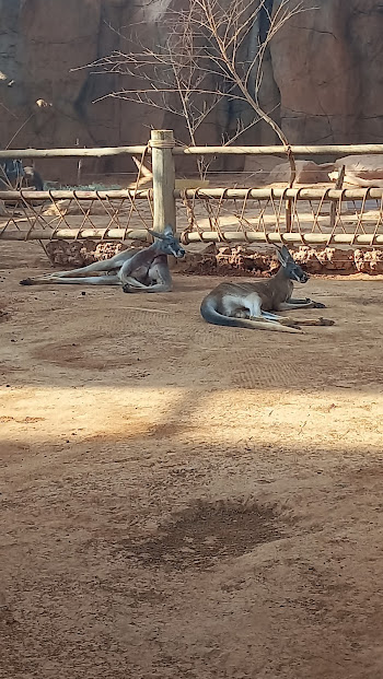 Male red kangaroo - São Paulo aquarium