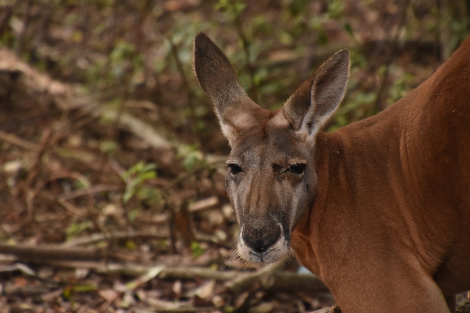 male Red Kangaroo