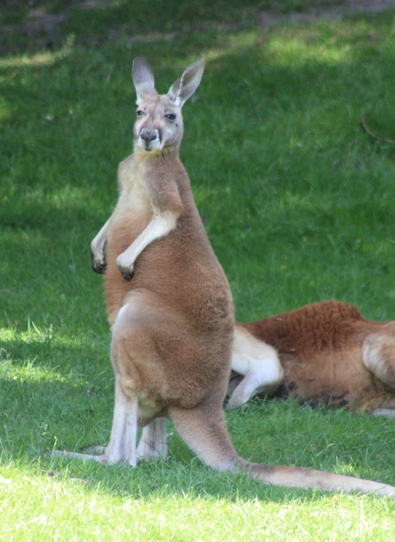 Male Red kangaroos