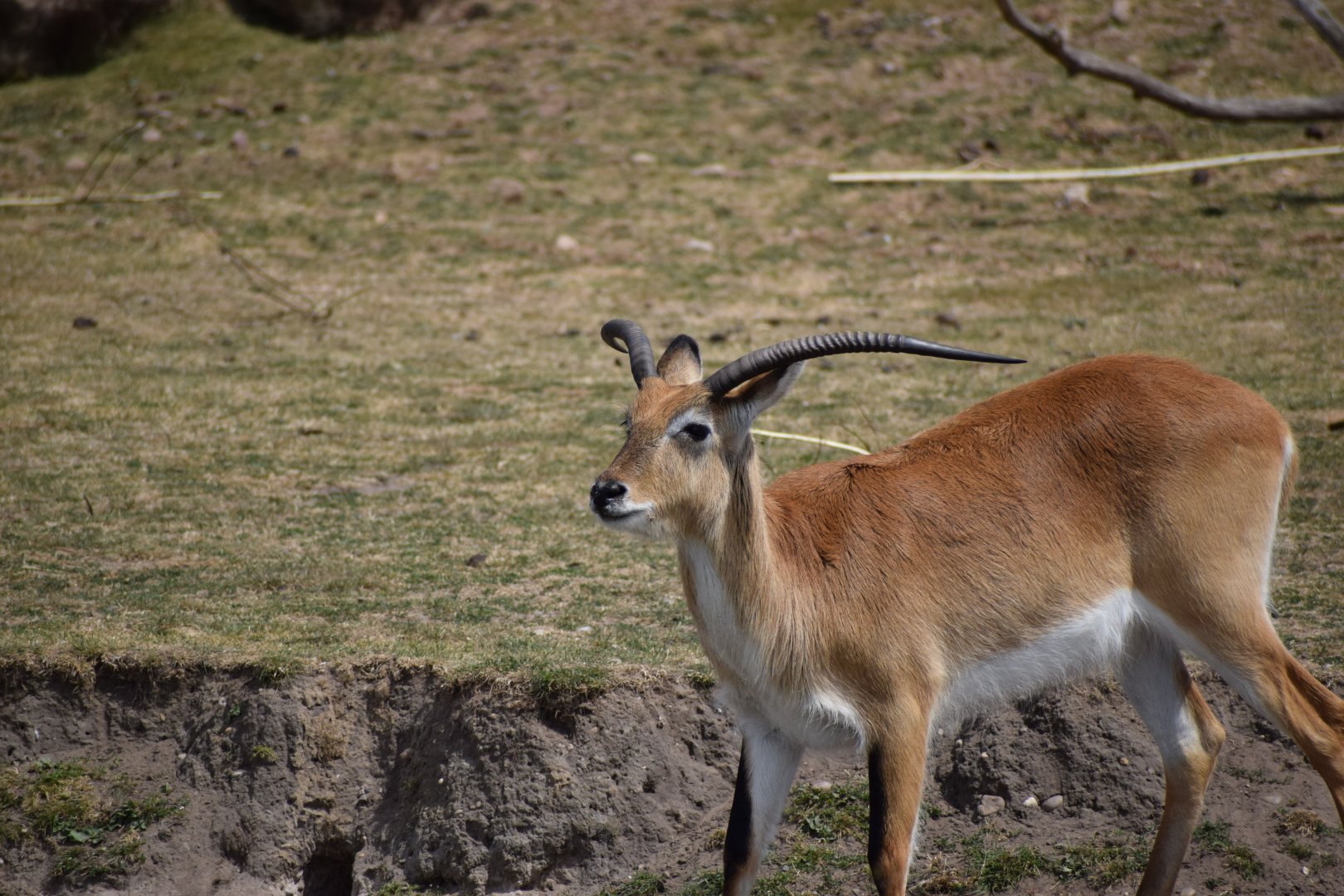Male Red Lechwe