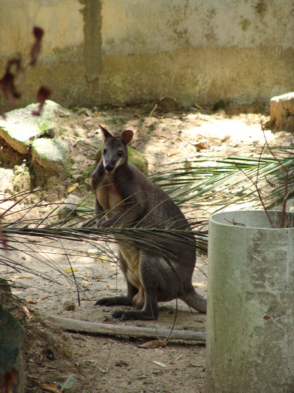 Male Red-legged Pademelon (Thylogale stigmatica)
