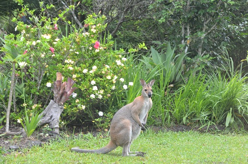 Male red-necked wallaby in front garden