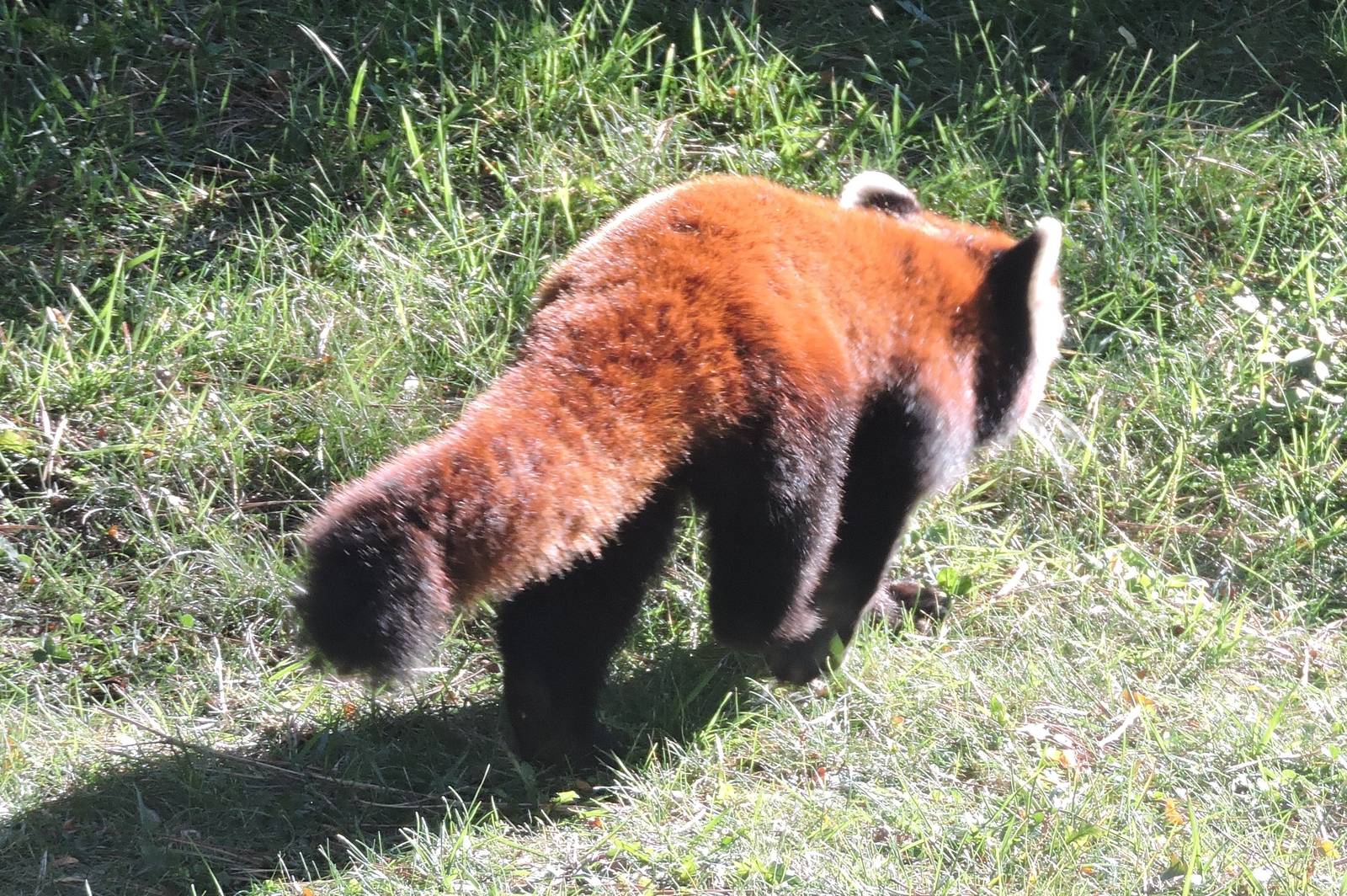 Male Red Panda - Ralphie