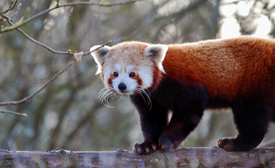 Male Red Panda