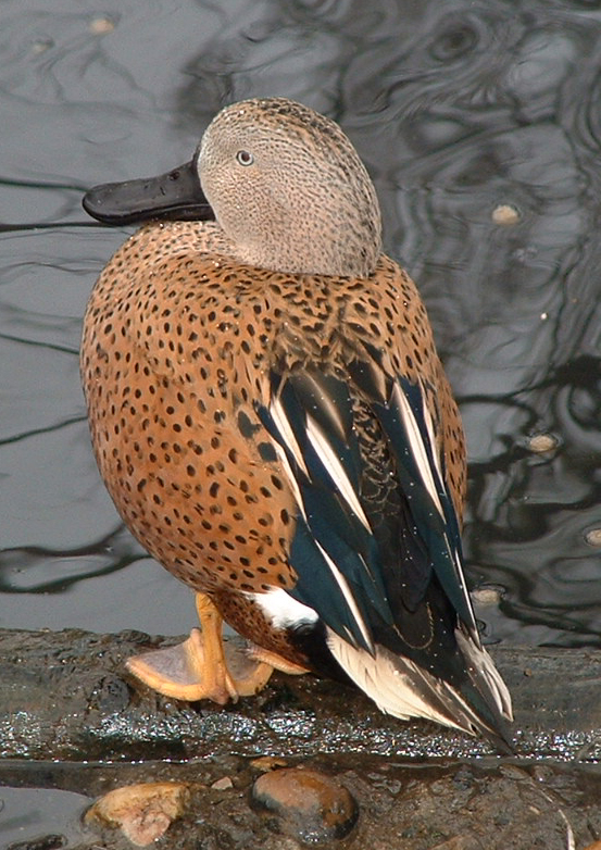 Male Red Shoveller - Twycross 2006