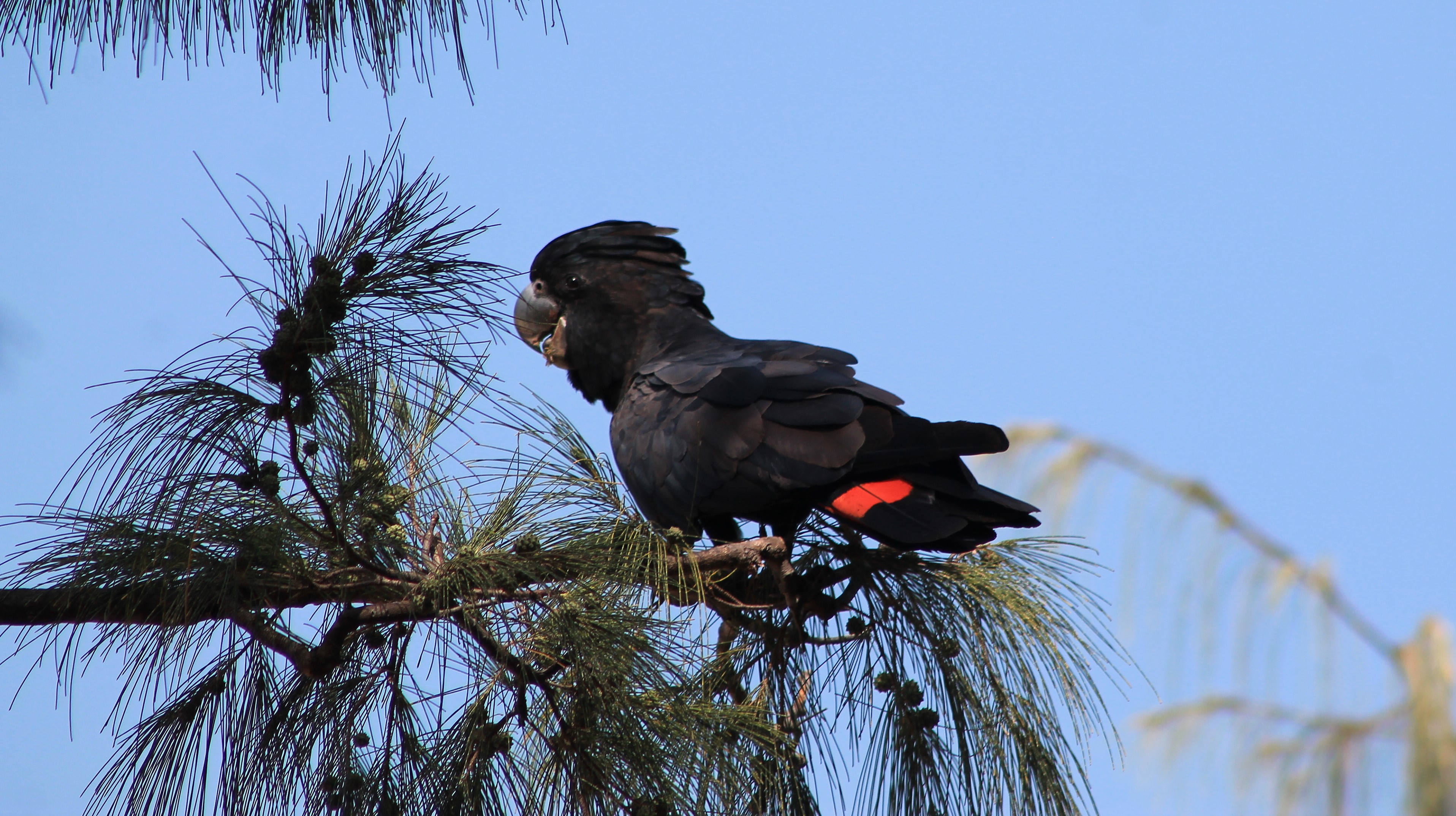 male Red-tailed Black Cockatoo (Calyptorhynchus banksii)