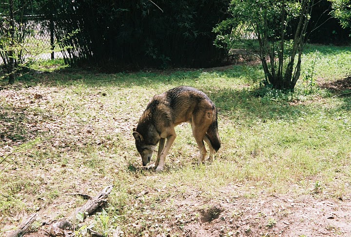 Male Red Wolf