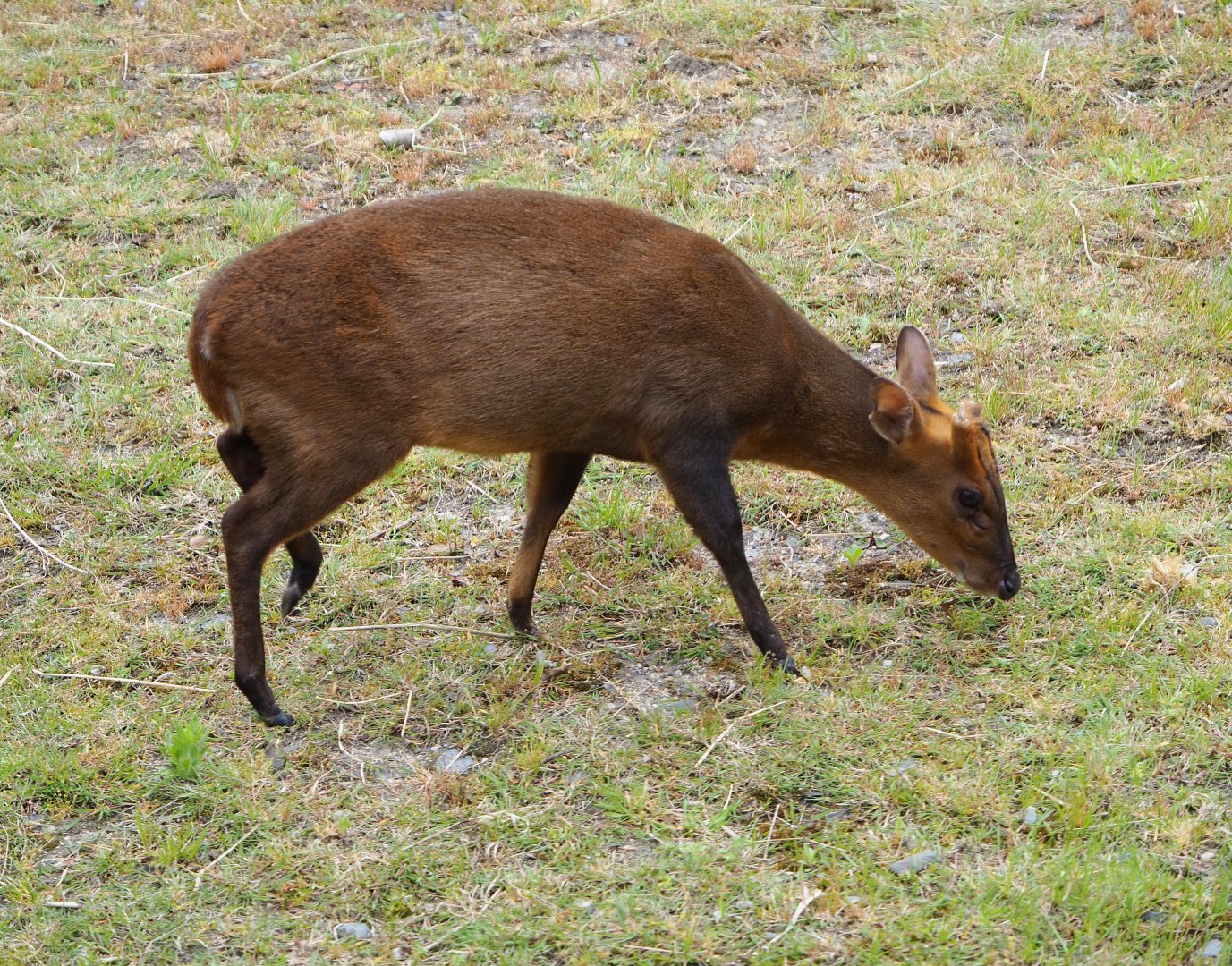 Male Reeves' muntjac (Muntiacus reevesi), 2020-05-23
