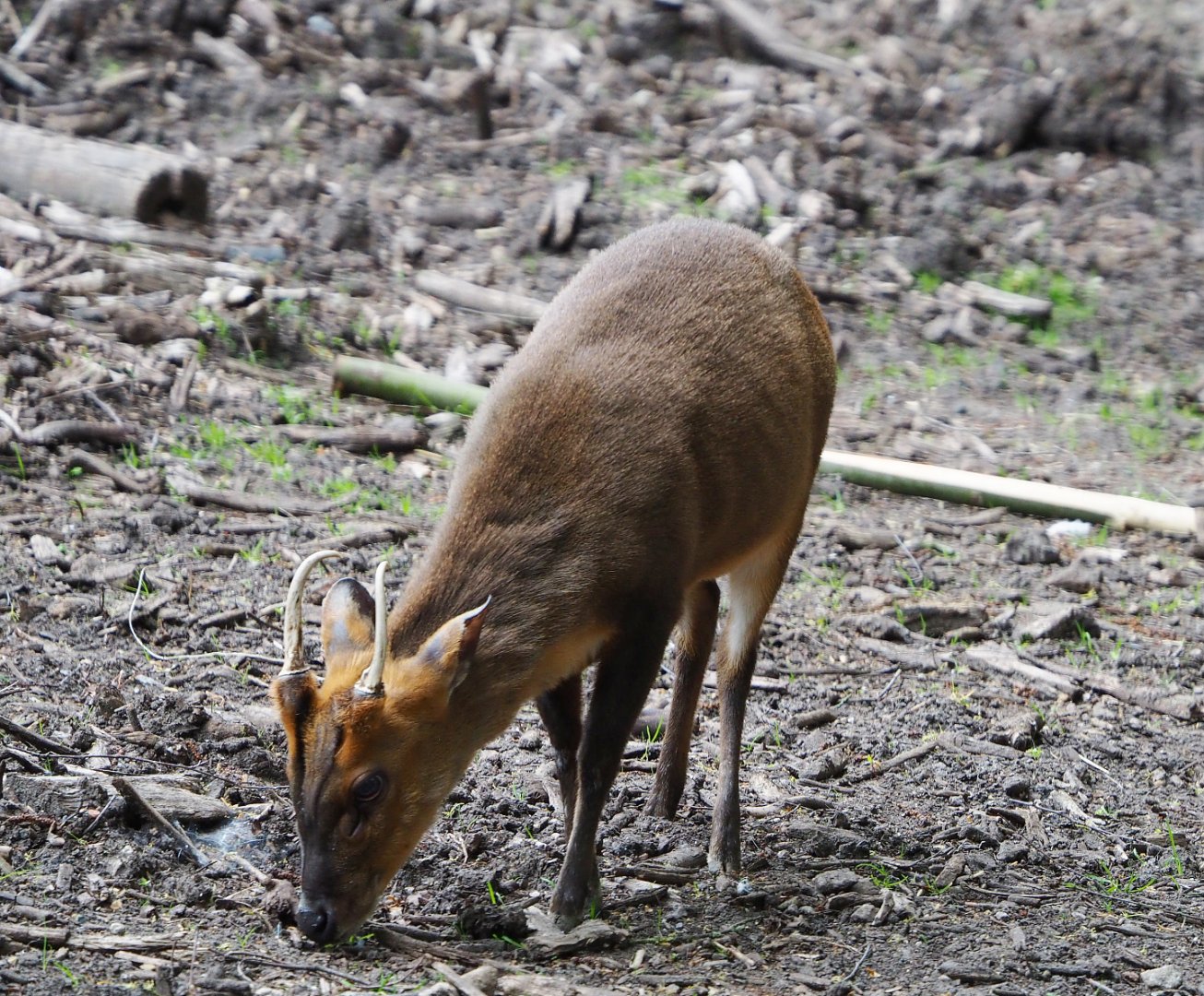 Male Reeves' muntjac (Muntiacus reevesi), 2020-05-23