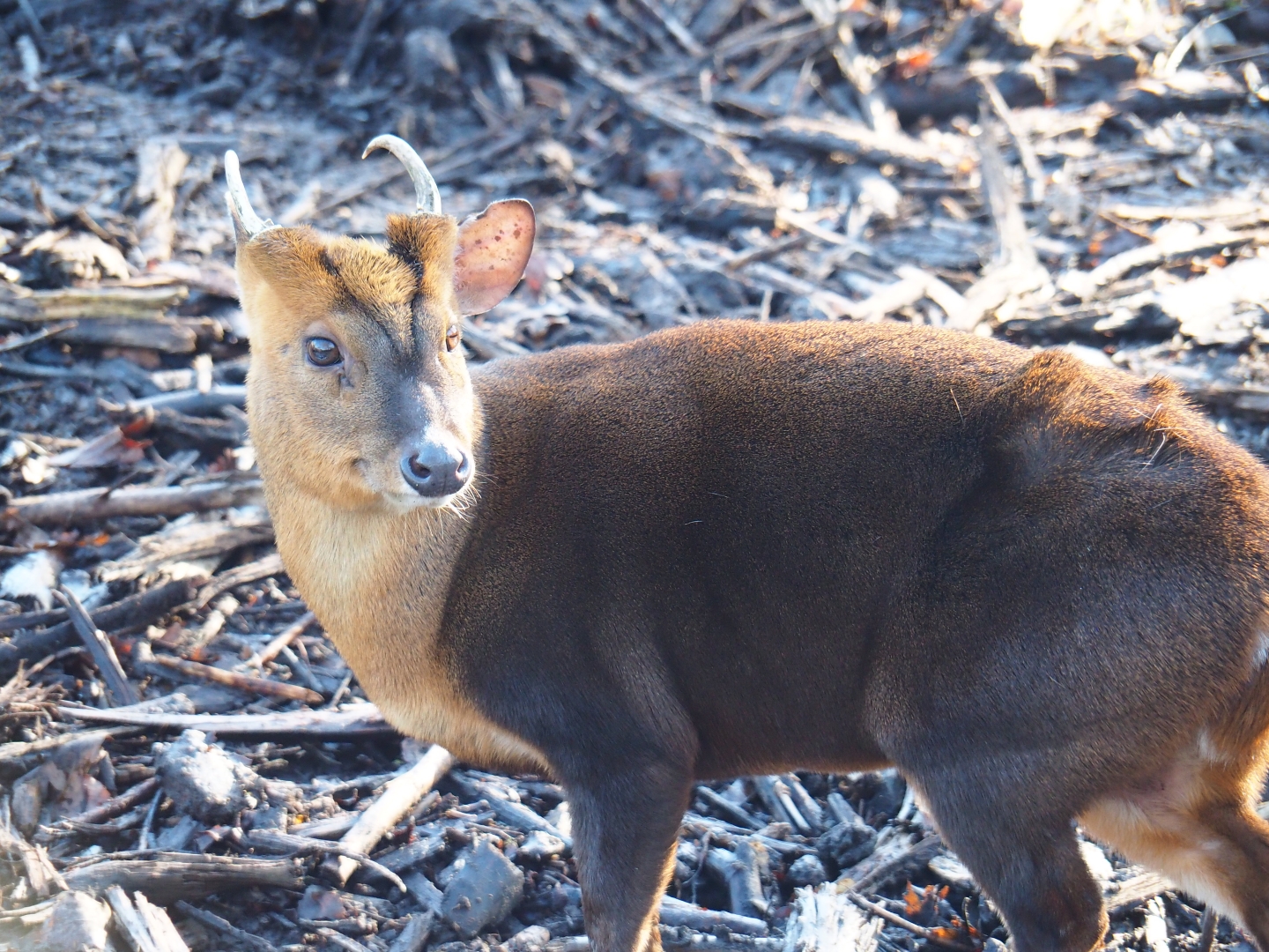 Male Reeves' muntjac (Muntiacus reevesi), Feb 16th, 2019