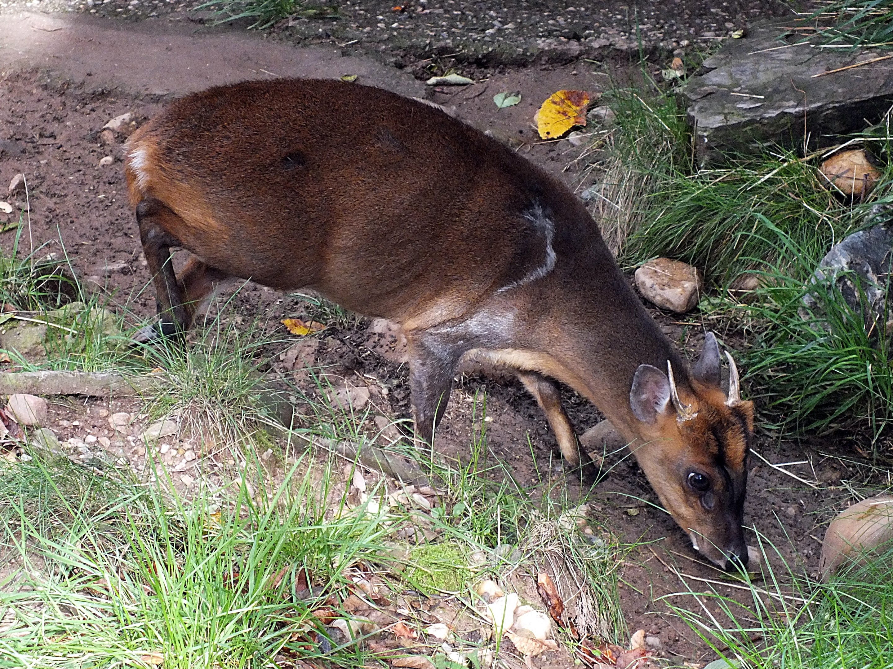 Male Reeves' muntjac