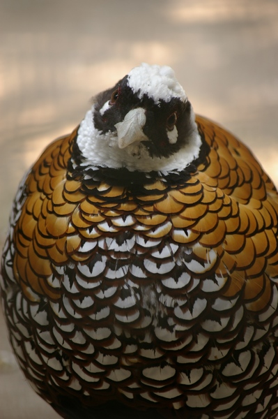 Male Reeve's Pheasant