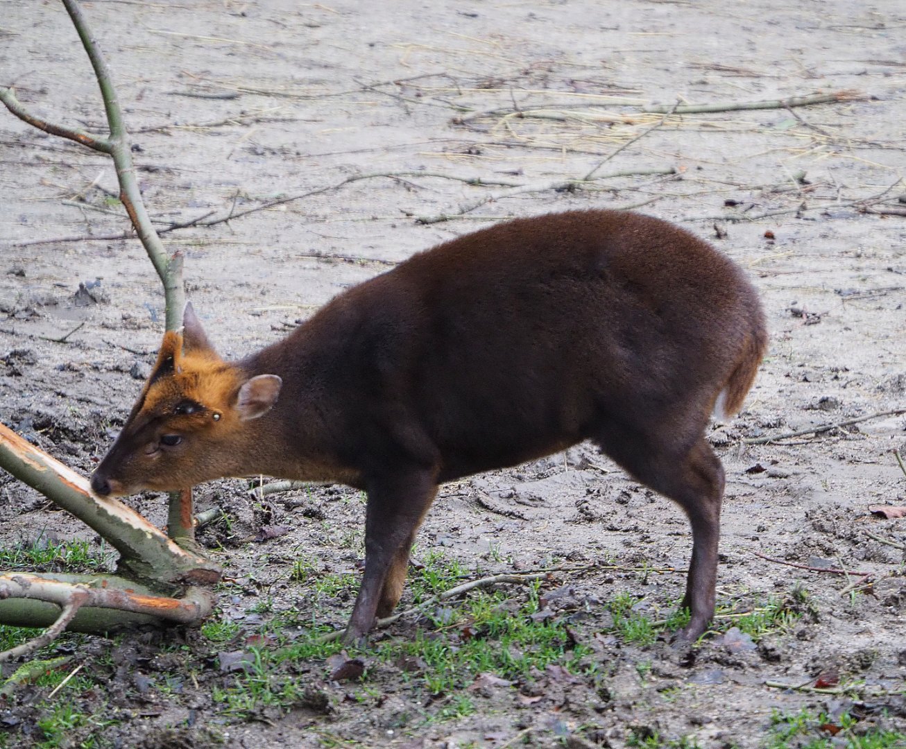 Male Reeves's muntjac (Muntiacus reevesi), 2020-01-11