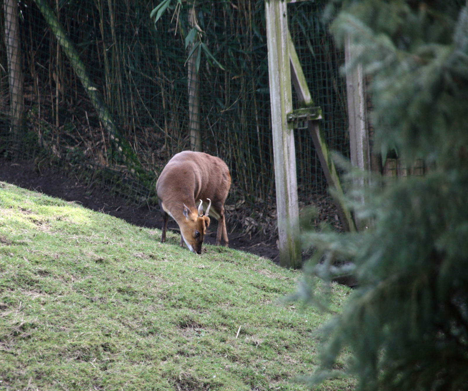 male Reeves's muntjac