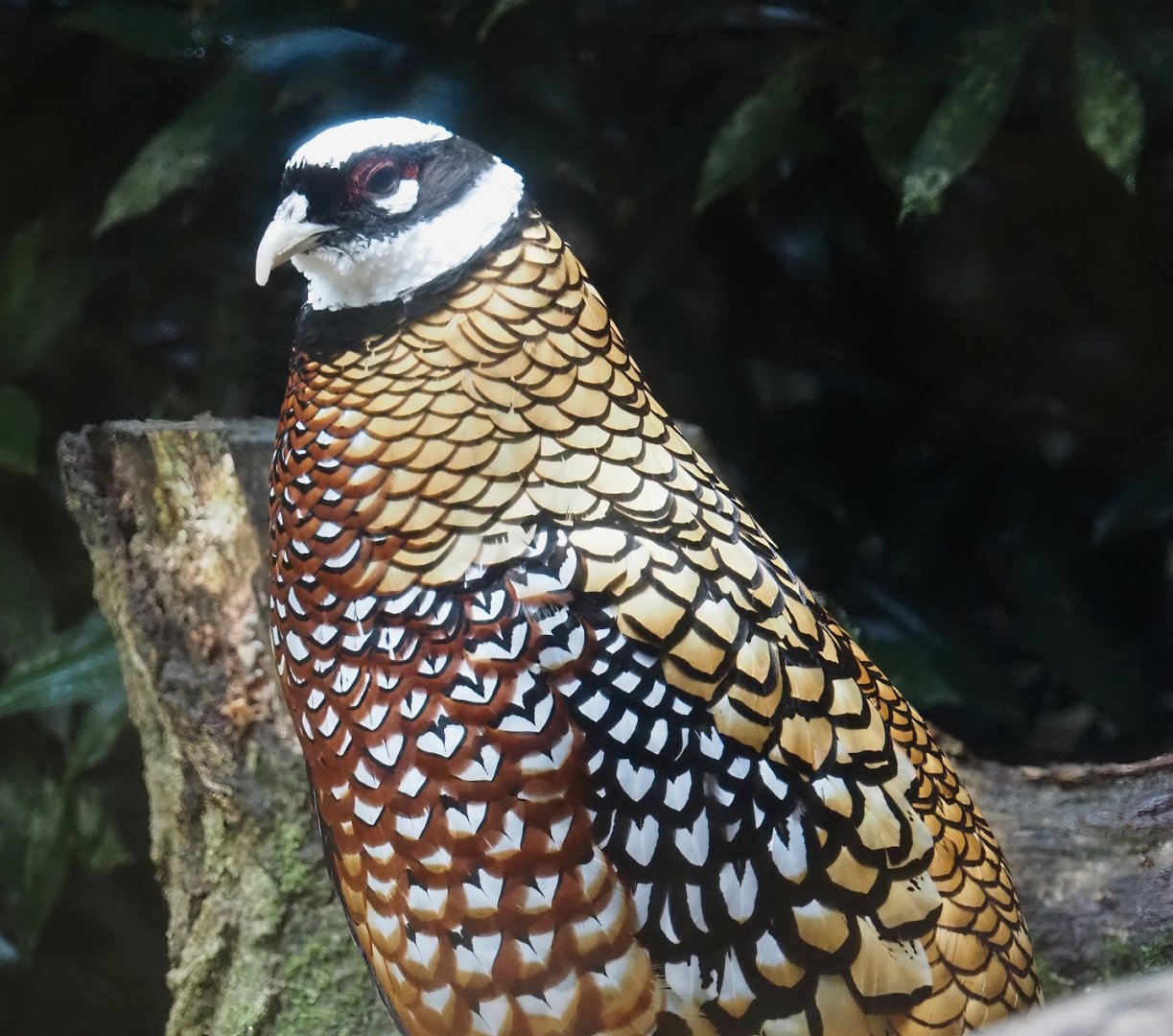 Male Reeves's pheasant (Syrmaticus reevesii), 2024-05-22