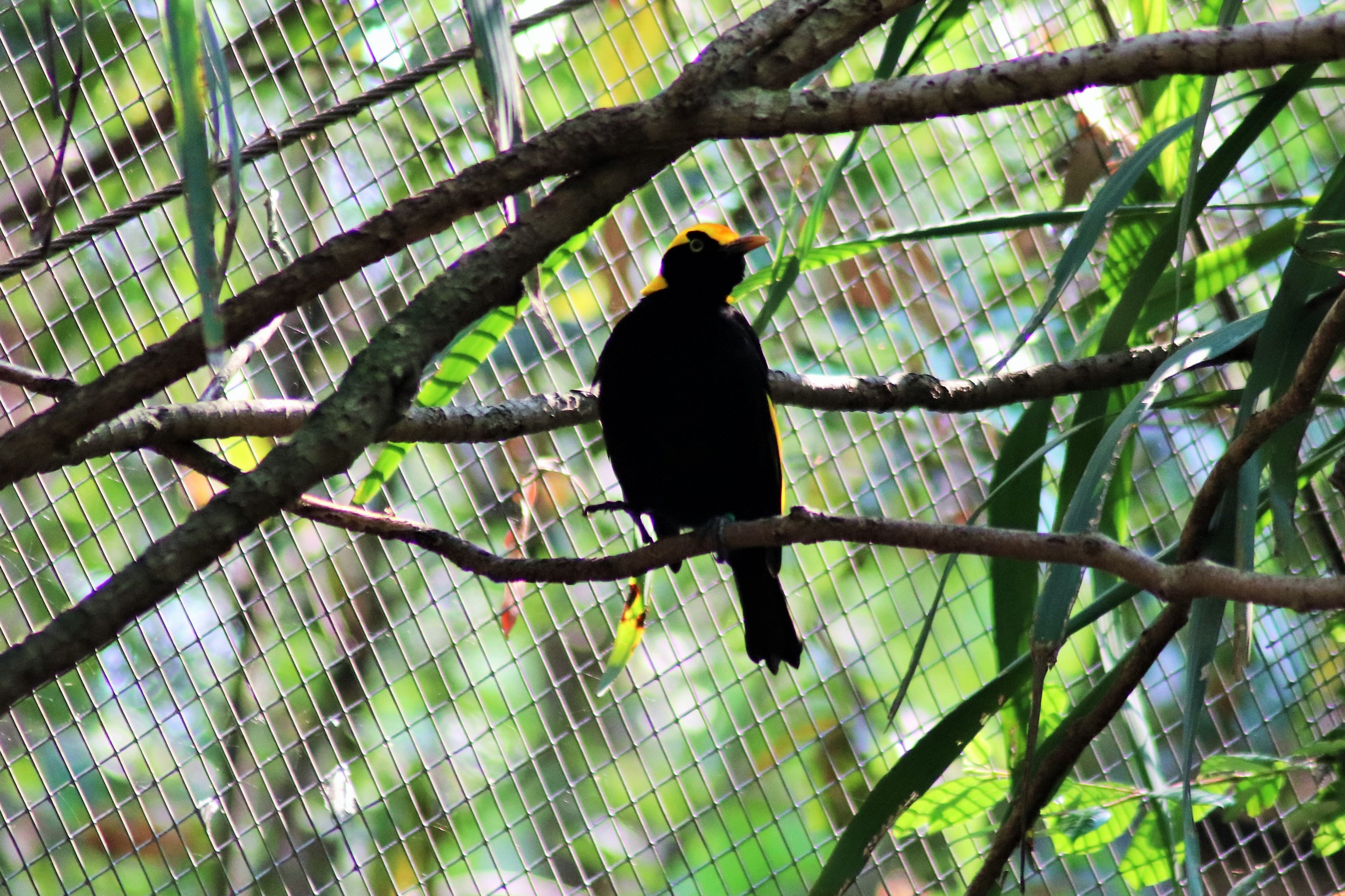 Male Regent Bowerbird (Sericulus chrysocephalus)