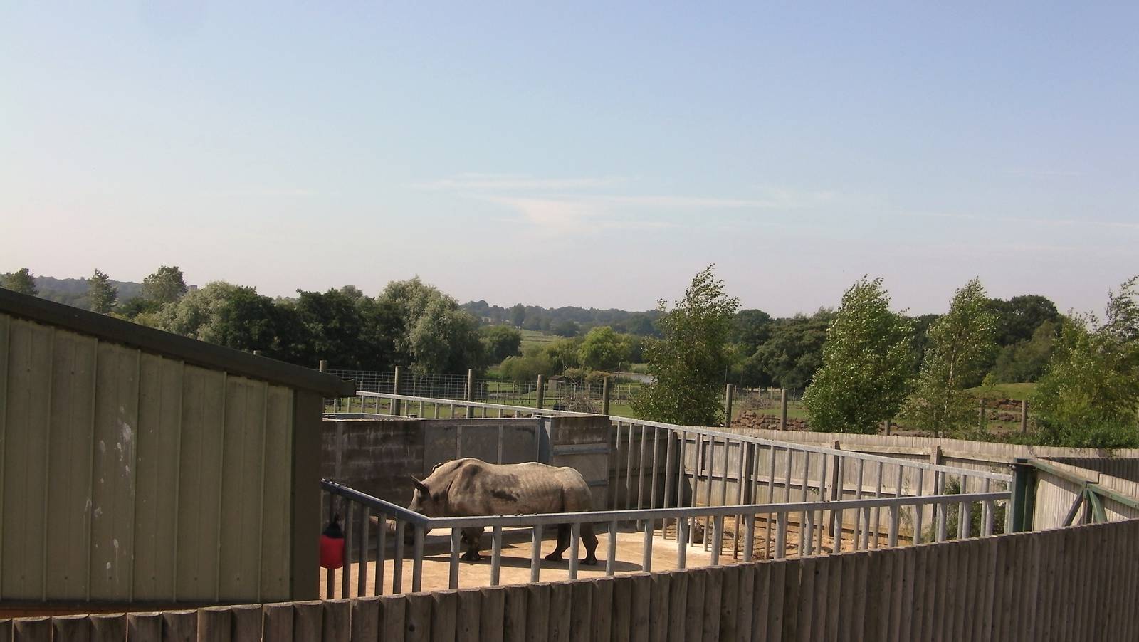 Male Rhino - 01.08.2011