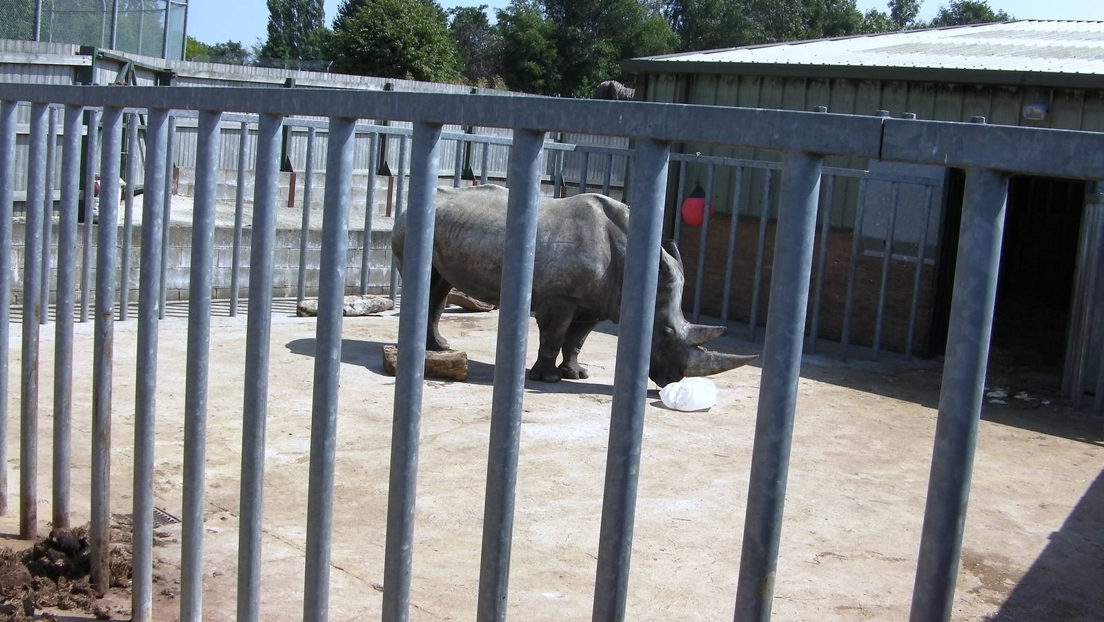 Male Rhino - 01.08.2011