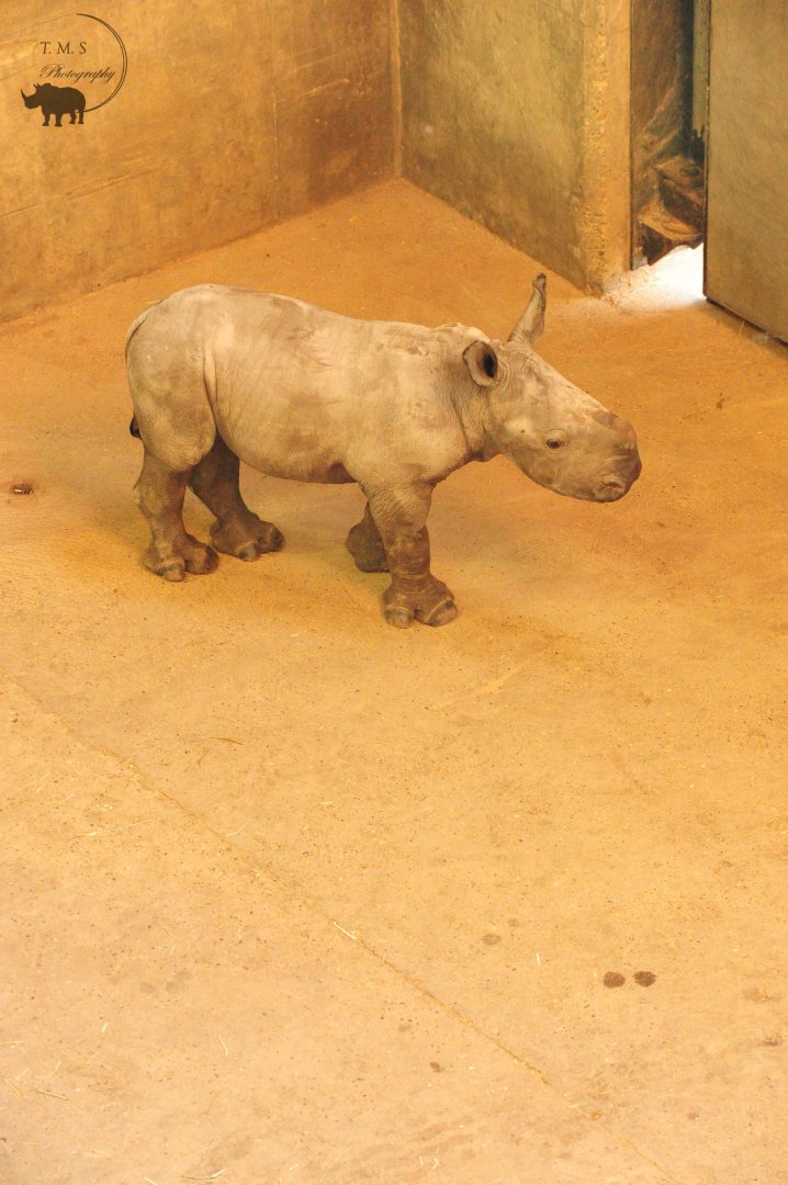 male rhino calf born 14.10.20