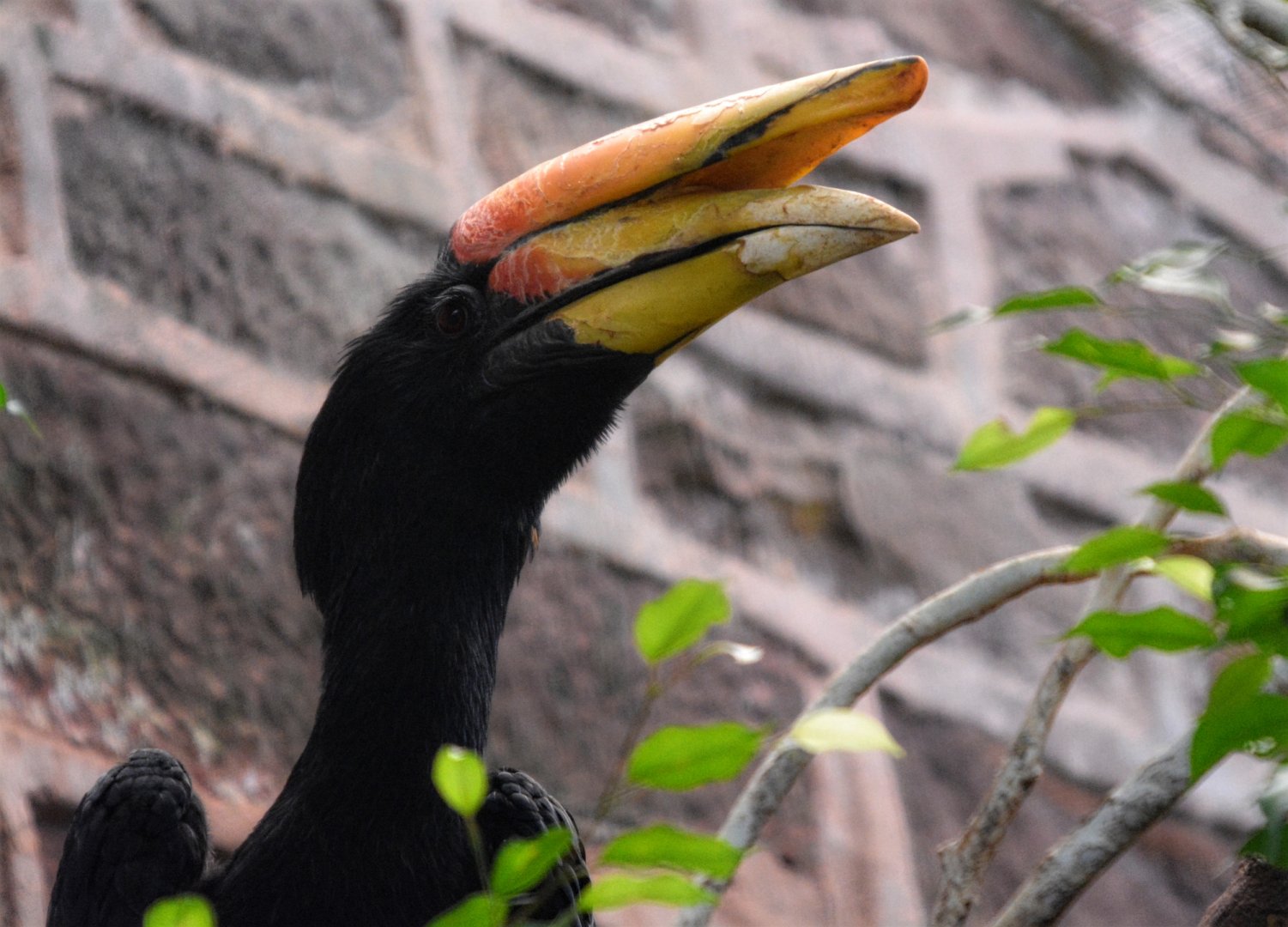 Male Rhinoceros hornbill