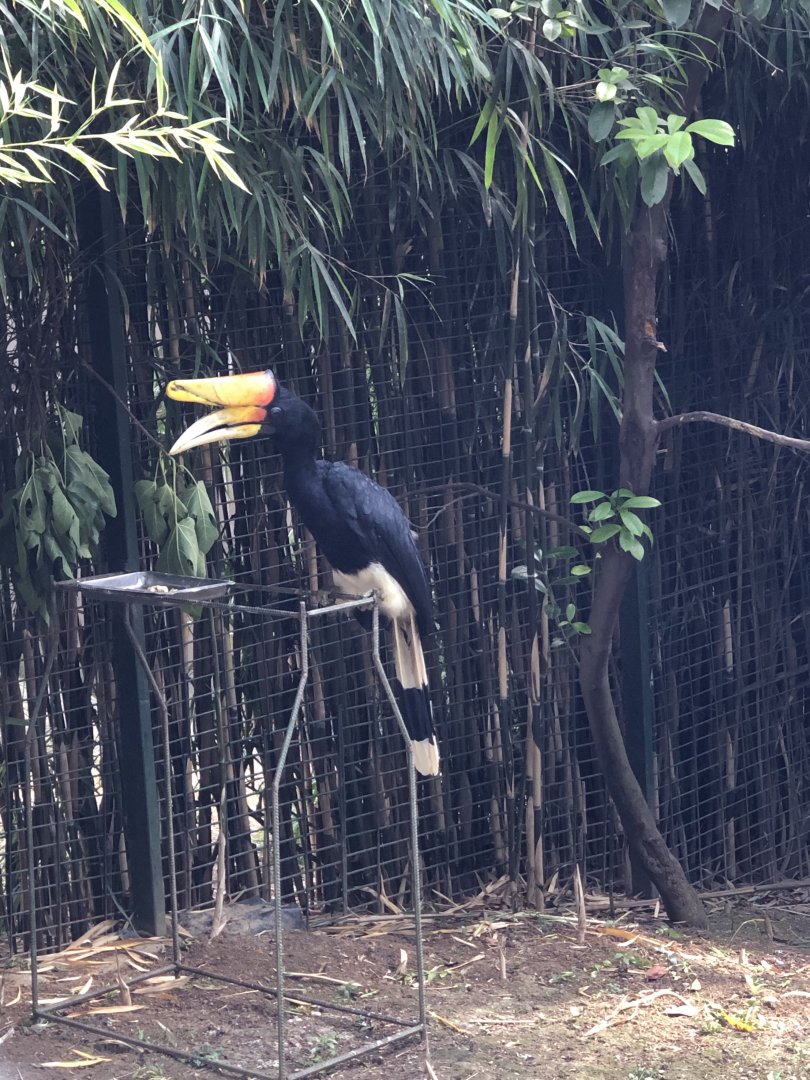 Male Rhinoceros Hornbill