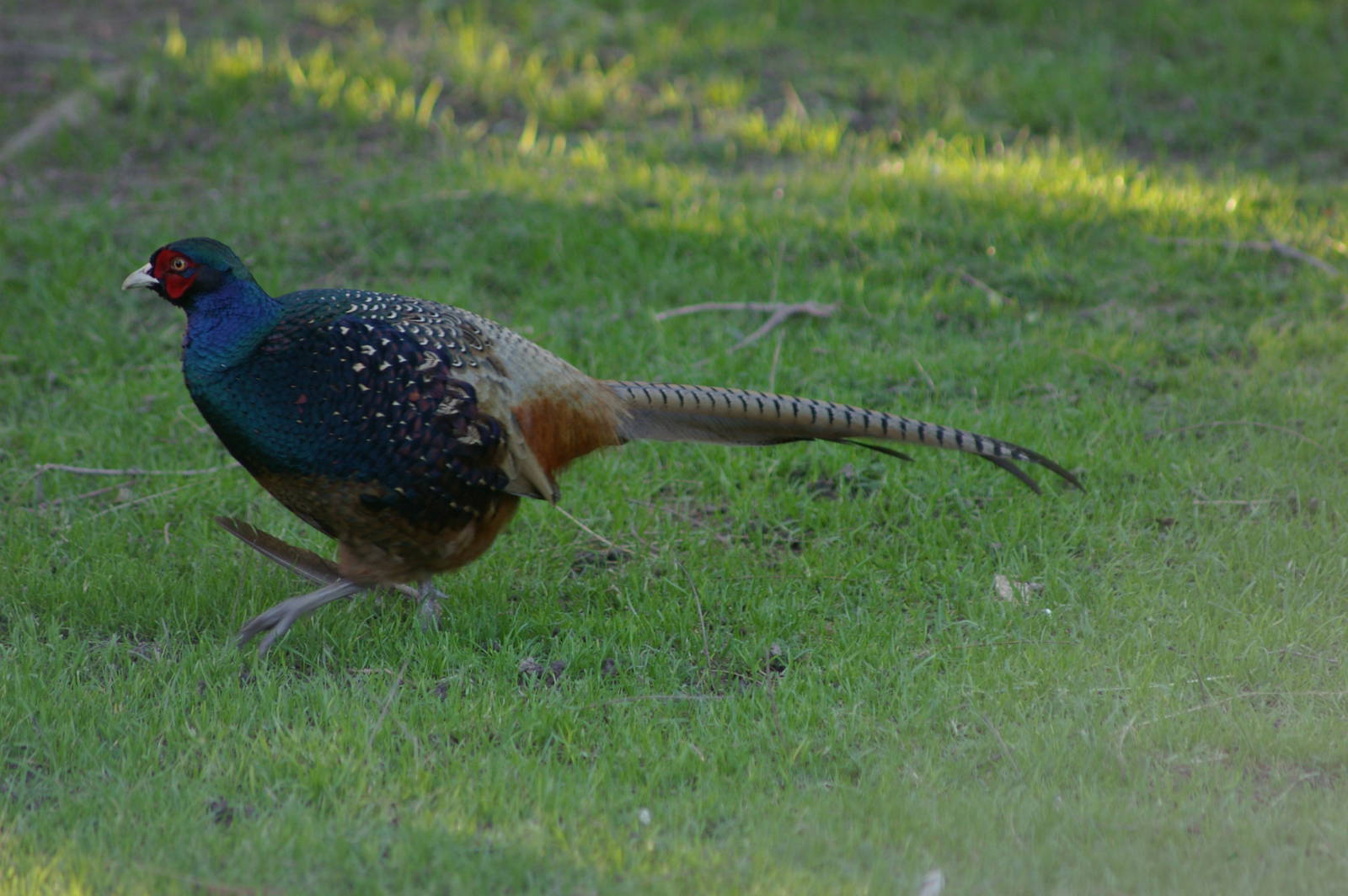 male ring-necked pheasant (Phasianus colchicus)