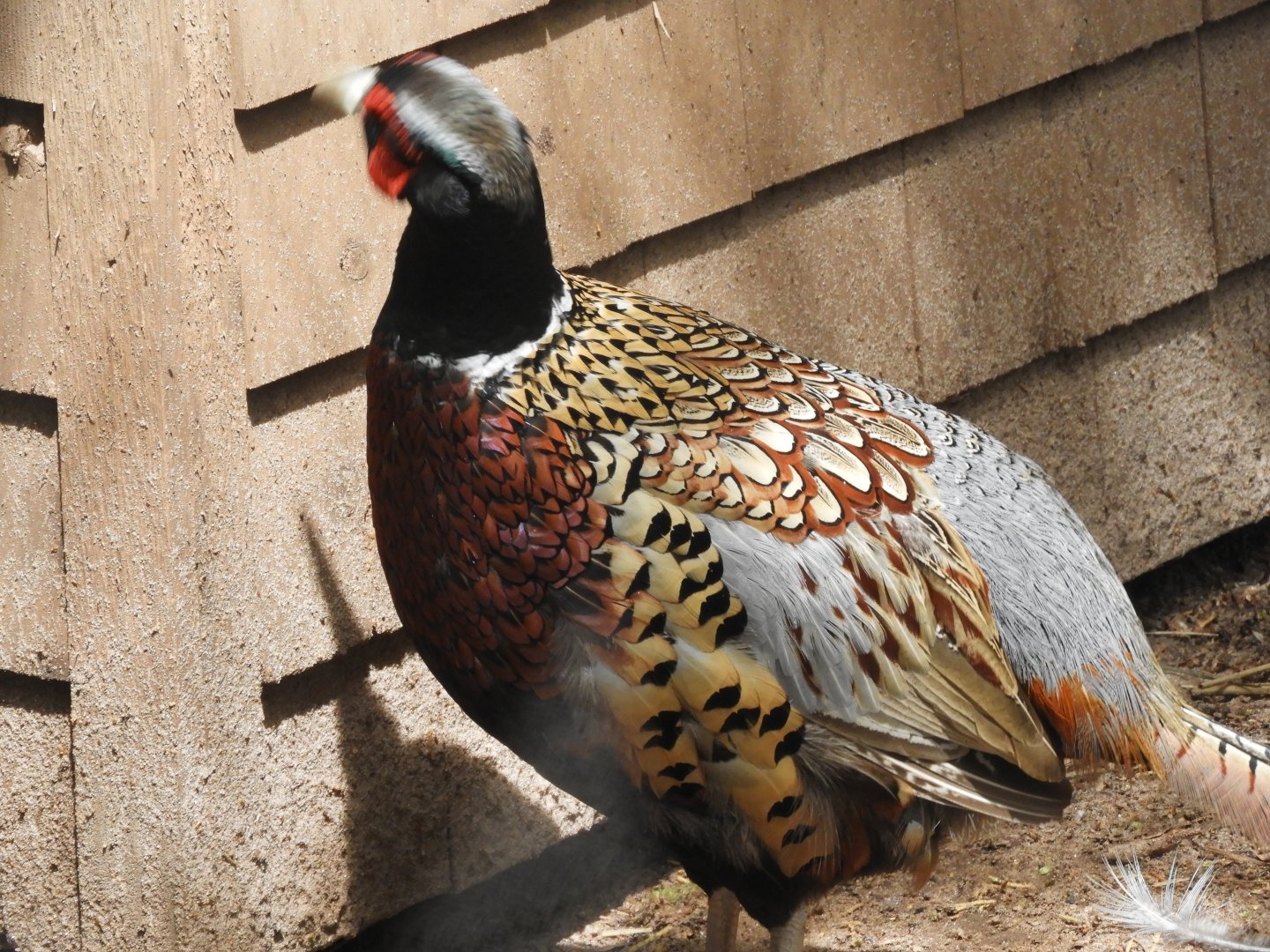 Male Ring-necked Pheasant (Phasianus colchicus)