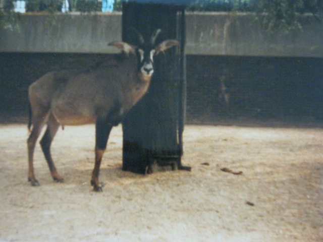 Male Roan 1990.