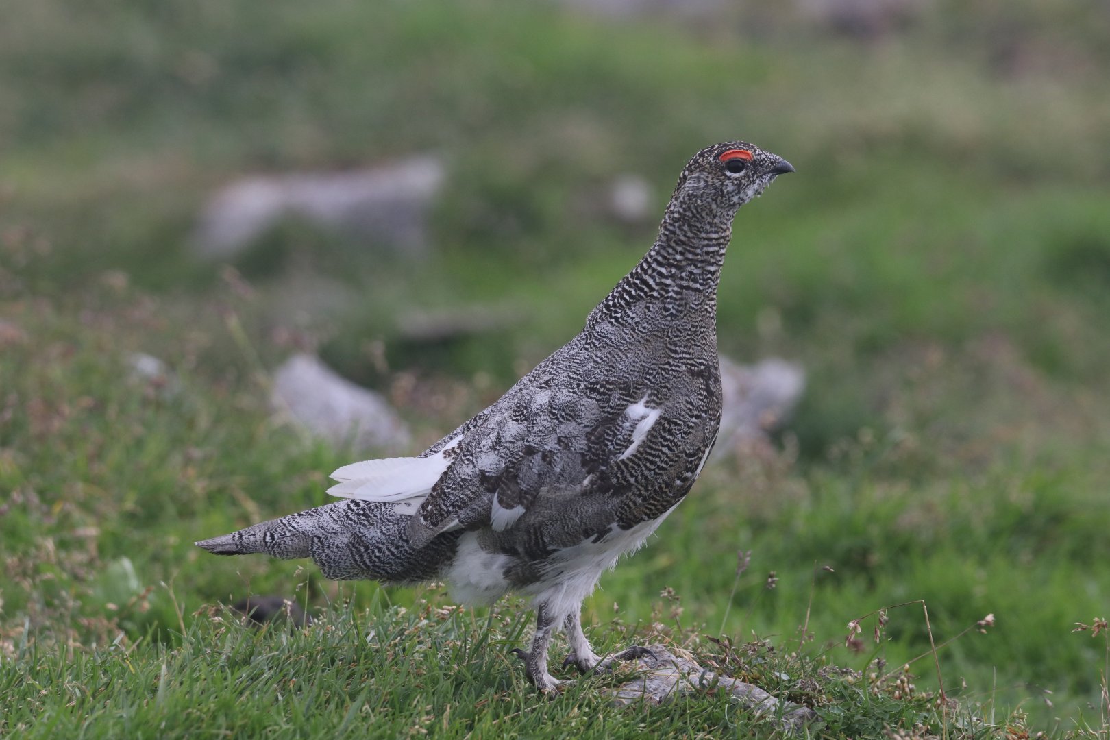 Male rock ptarmigan