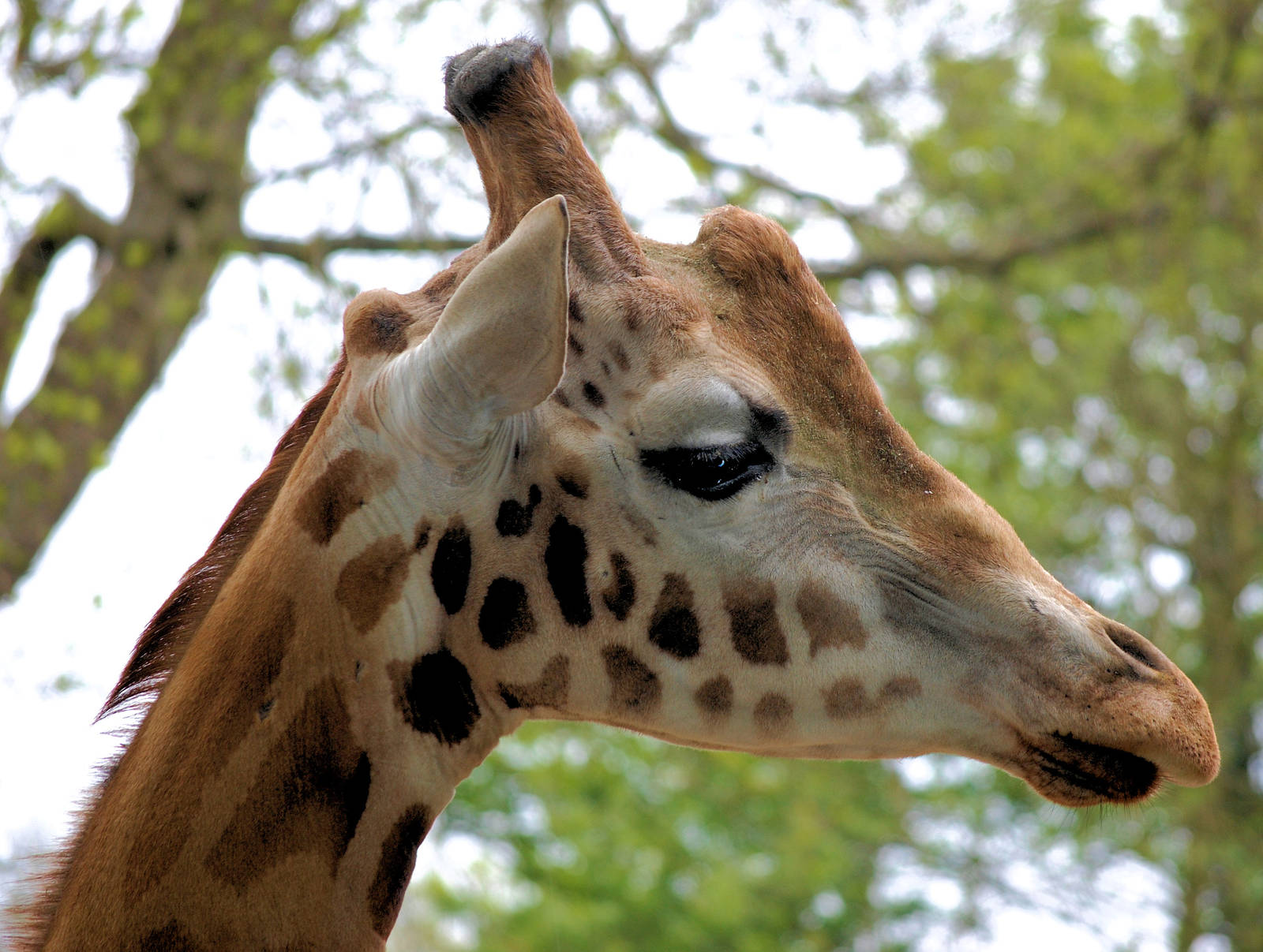 MALE ROTHCHILDS FROM SOUTH LAKES